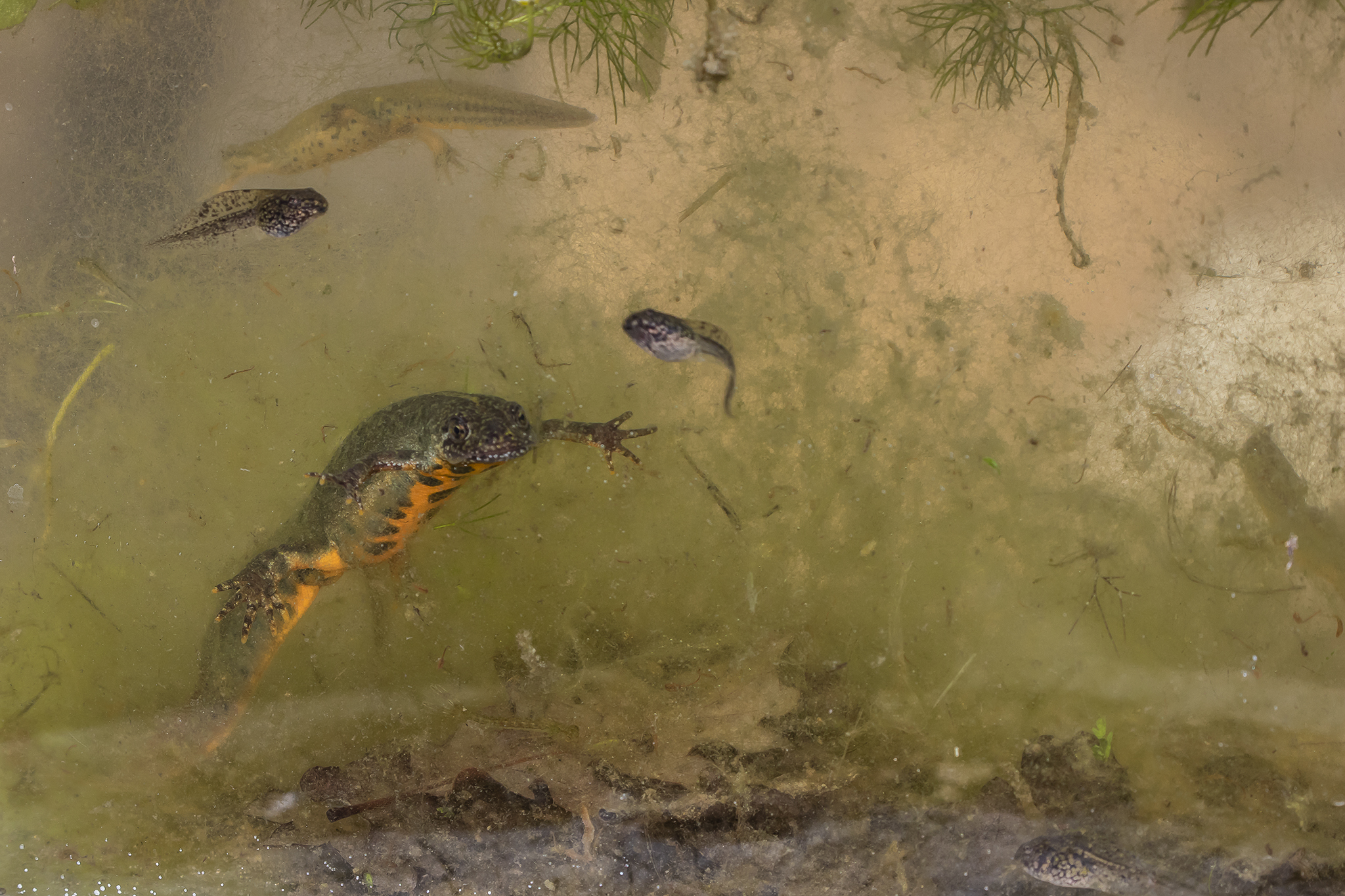 Flooded world of the Apennine ponds