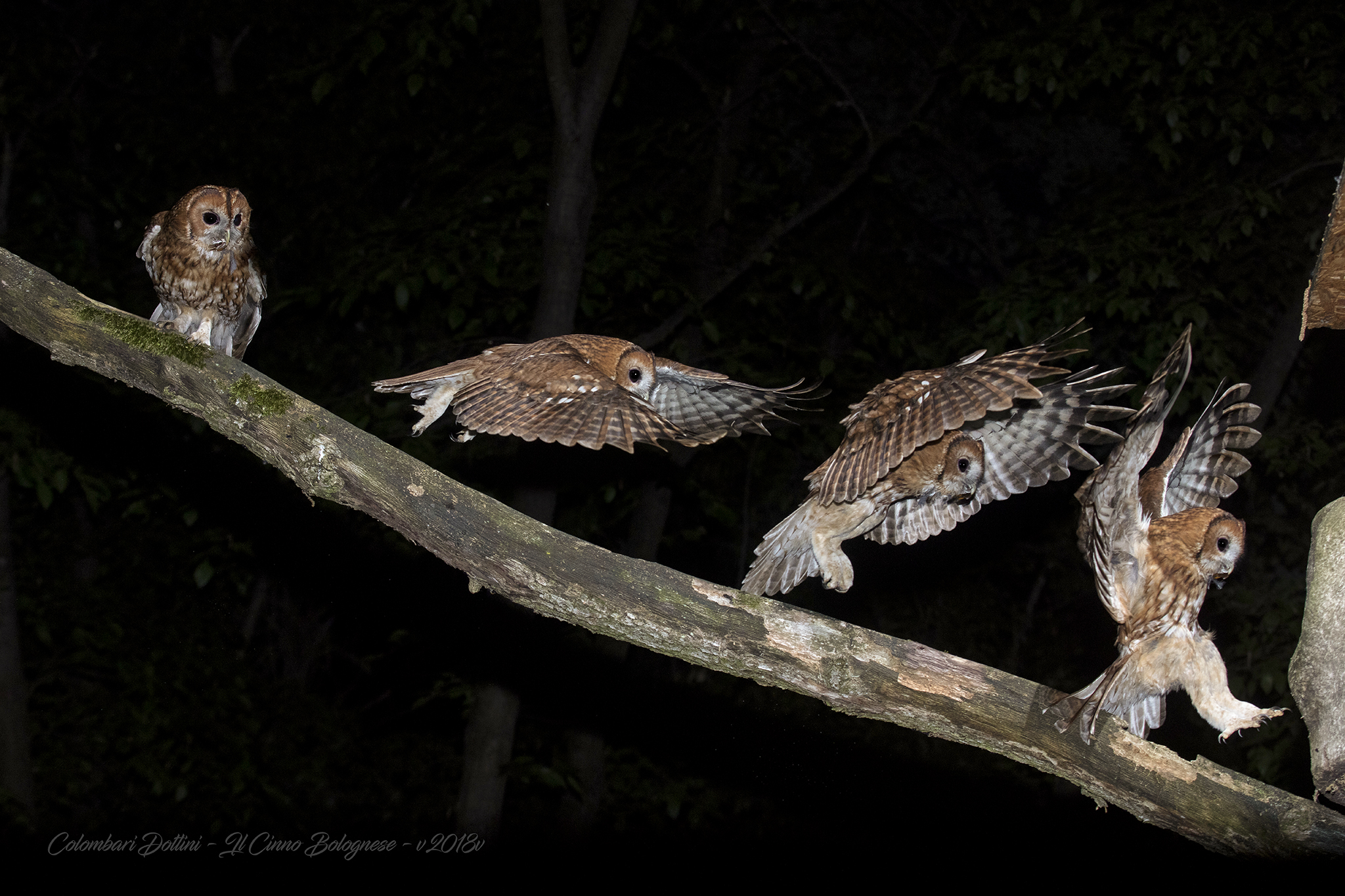 Arrival at the Owl's Nest