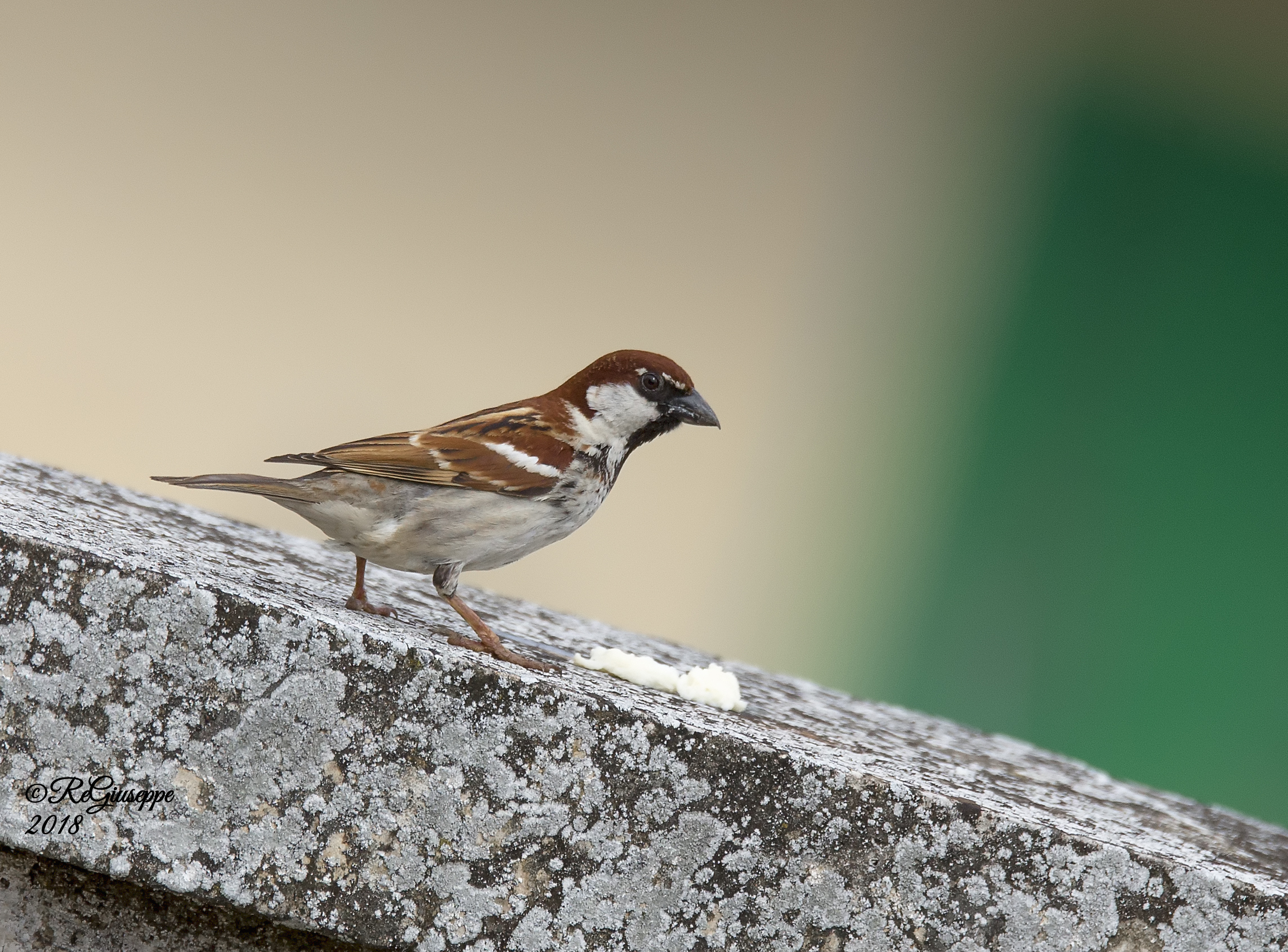 Sparrow Mattuggia I