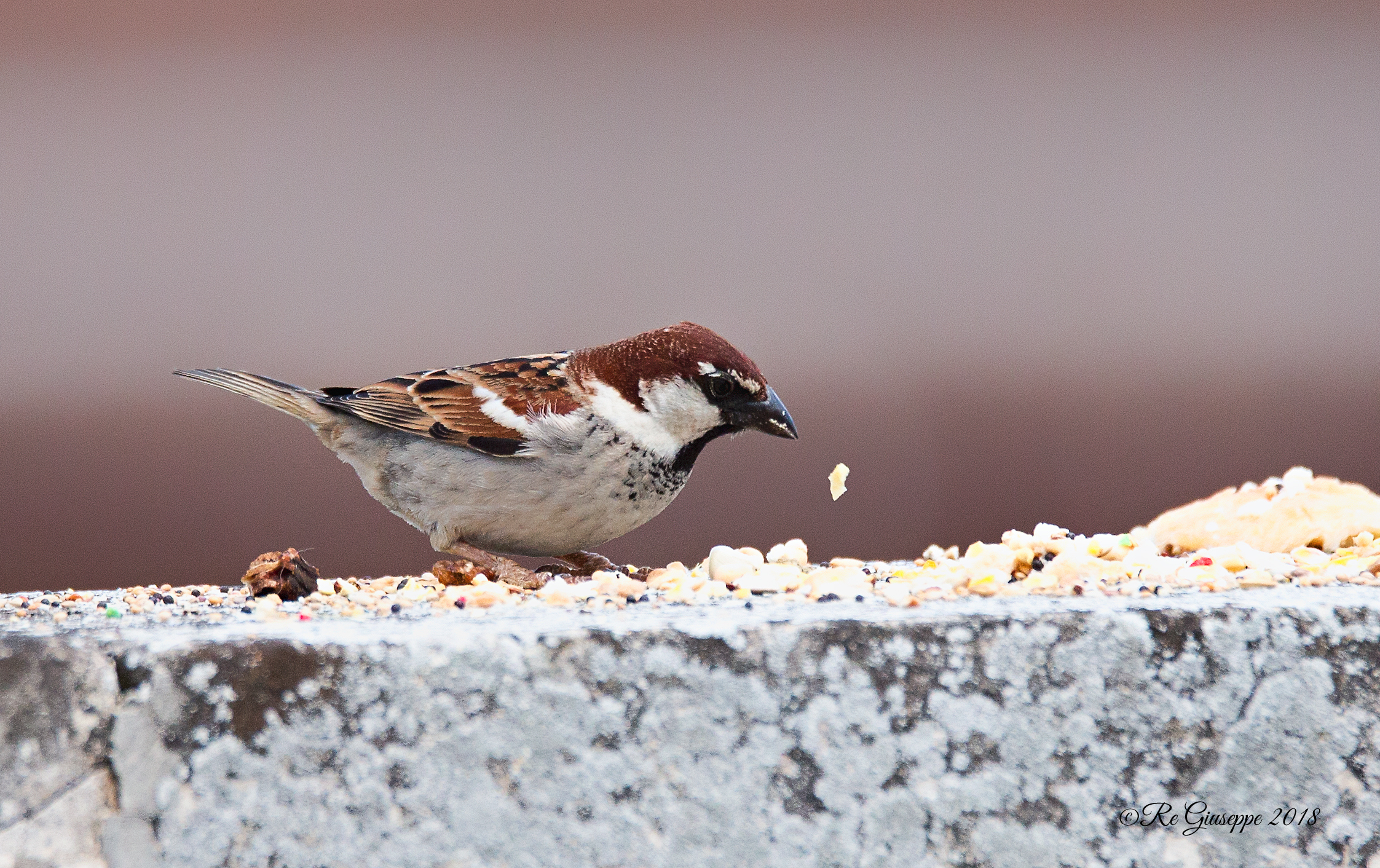 Sparrow Mattuggia Male