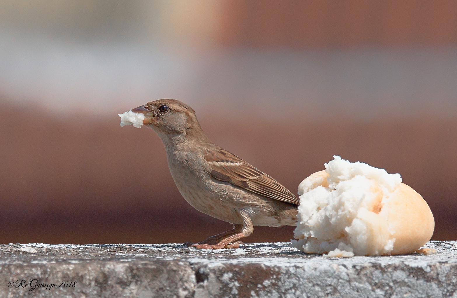 Sparrow Mattuggia Female I