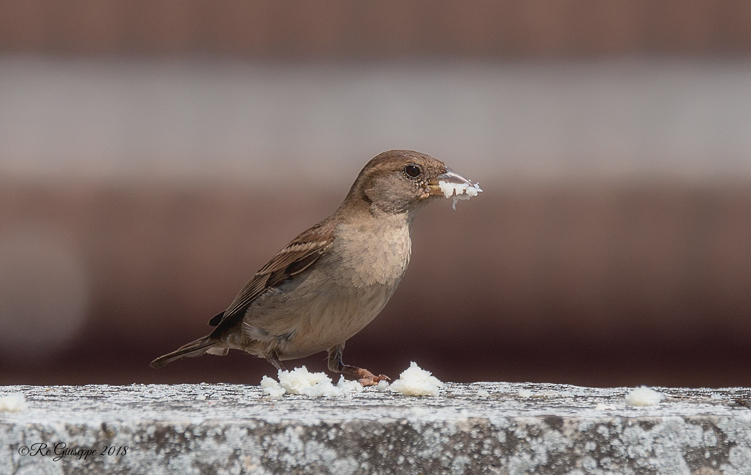 Sparrow of Italy