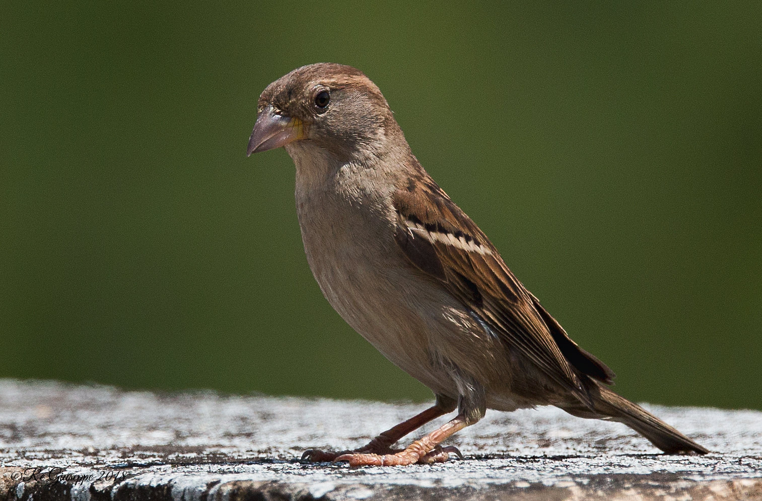 Sparrow Mattuggia II
