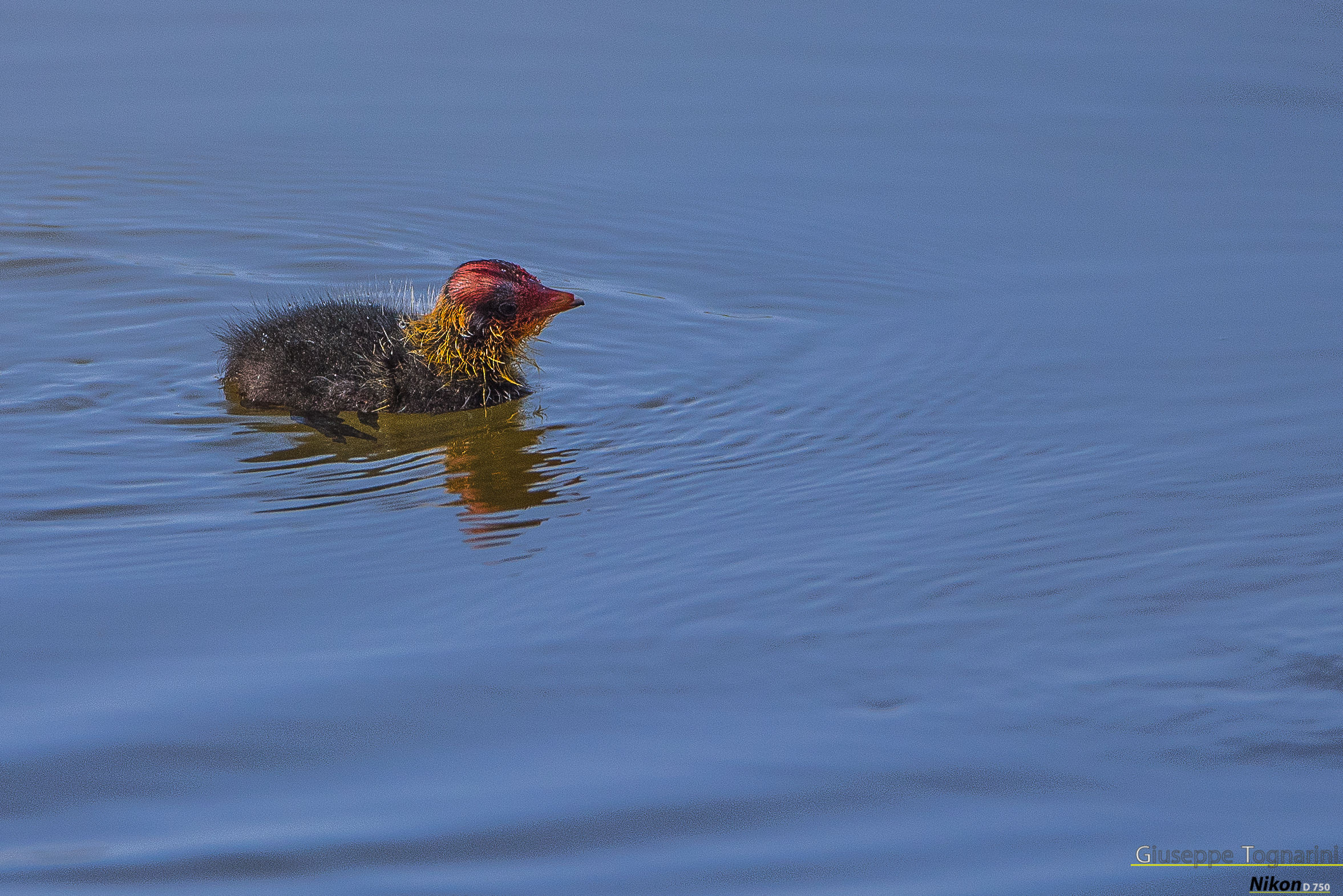 pullo di folaga comune