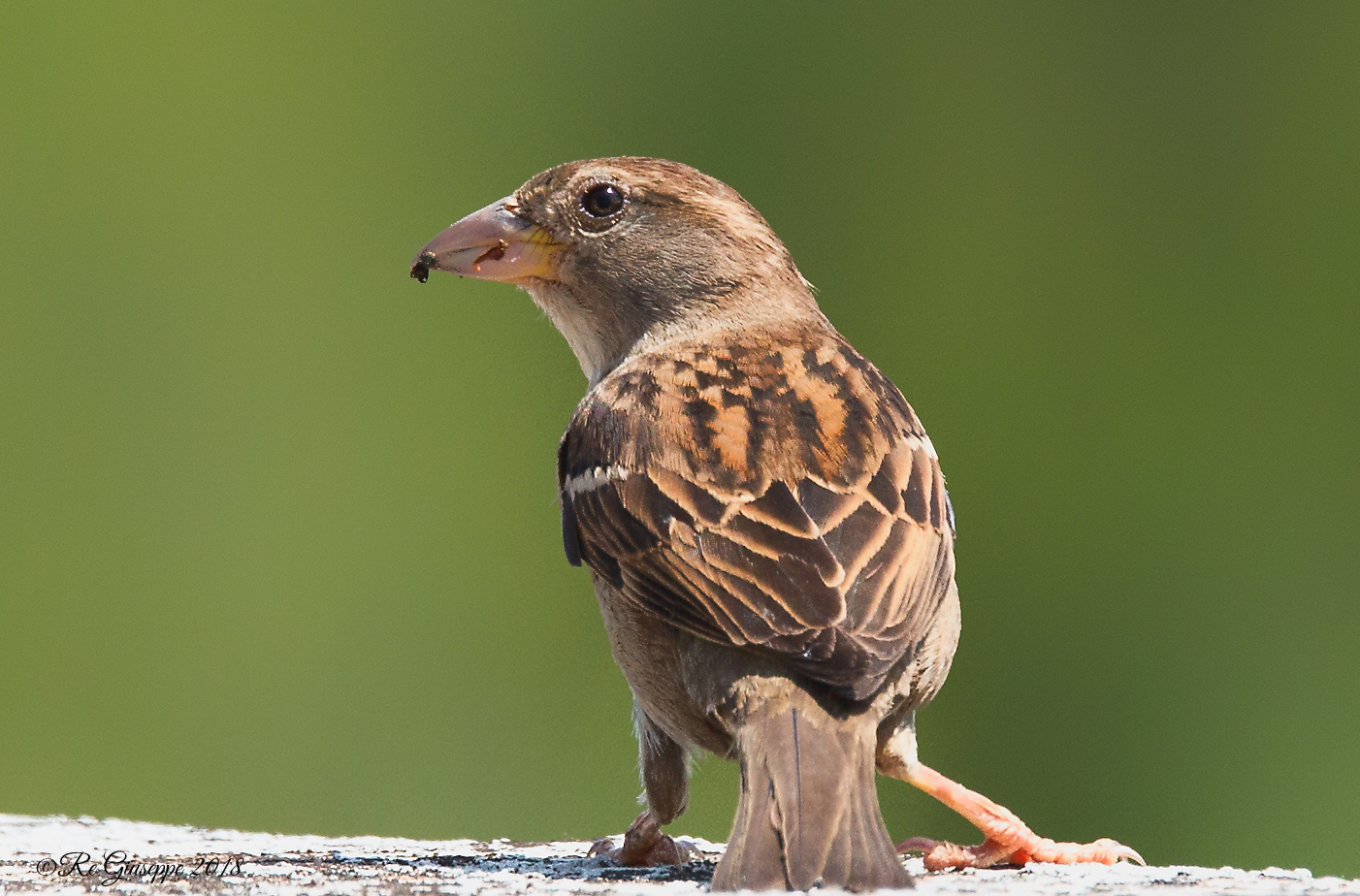 Sparrow Mattuggia Female