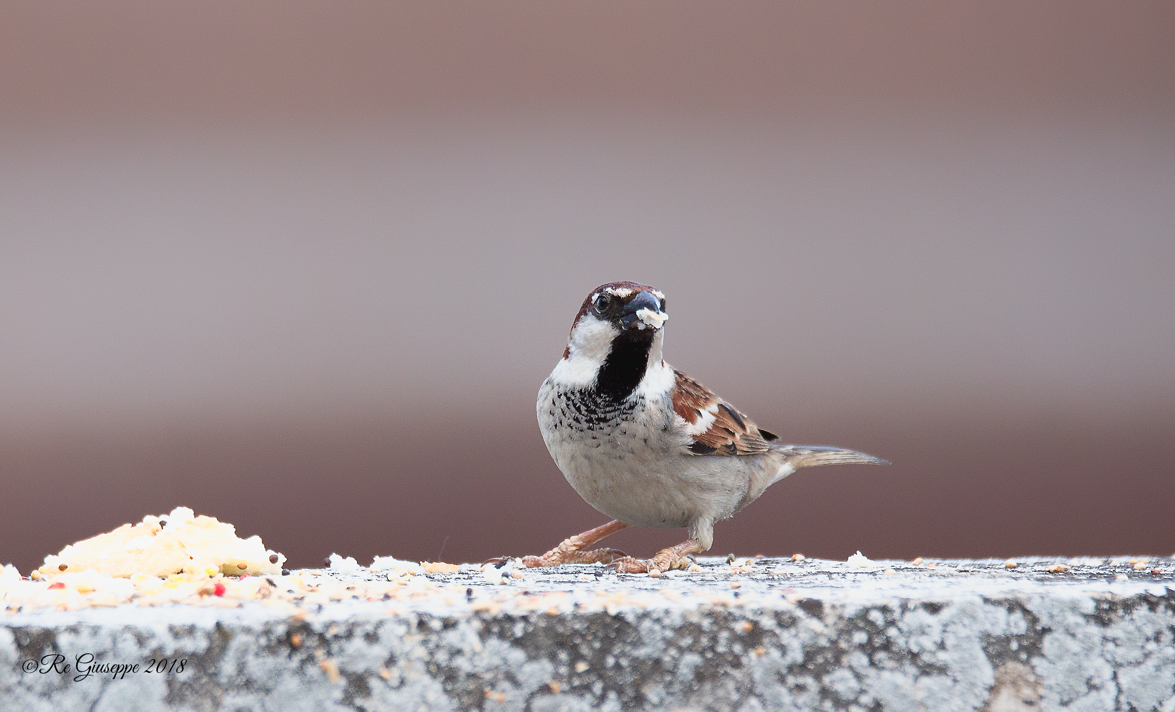 Sparrow Mattuggia Male