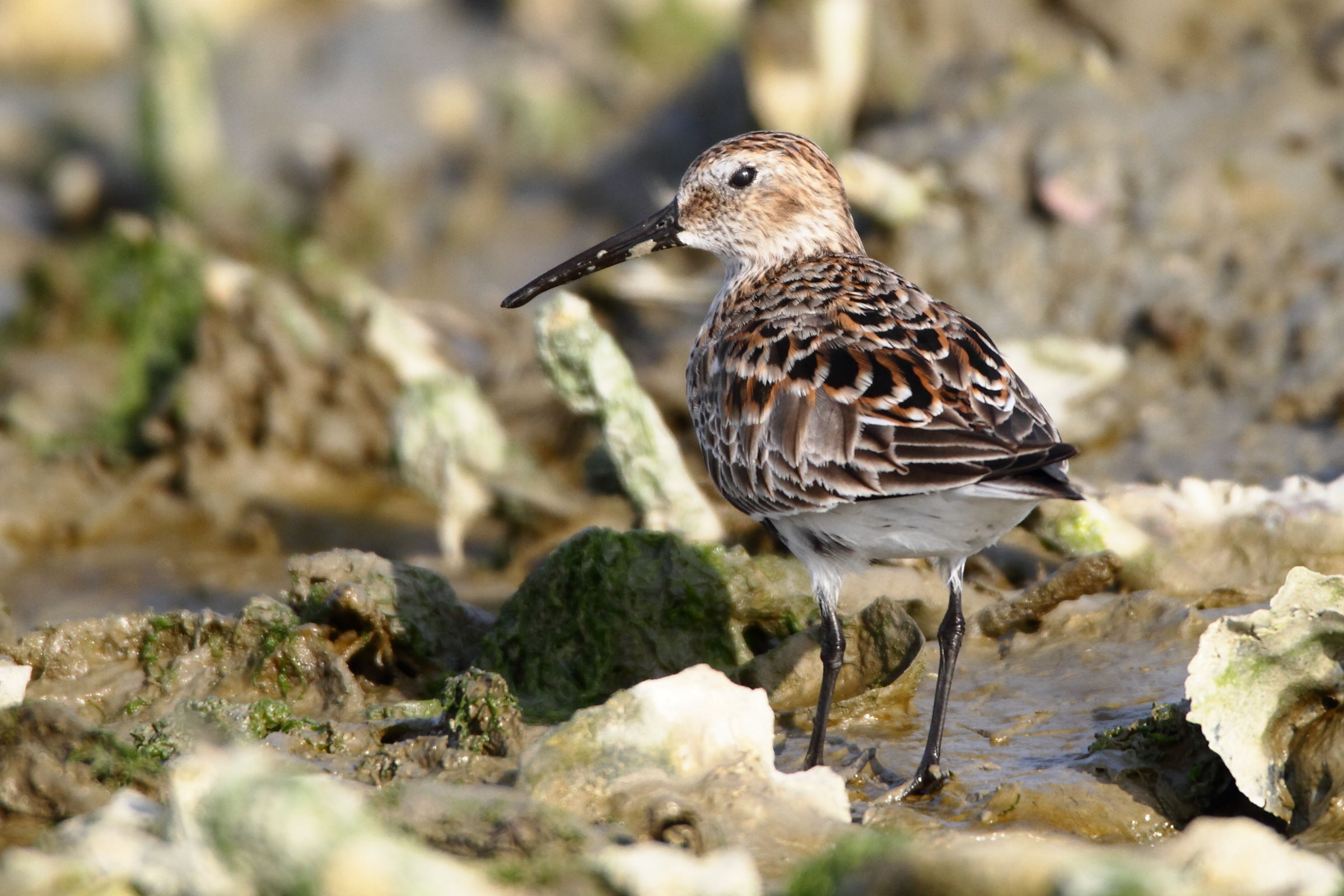 Sanderling Dunlin-Set