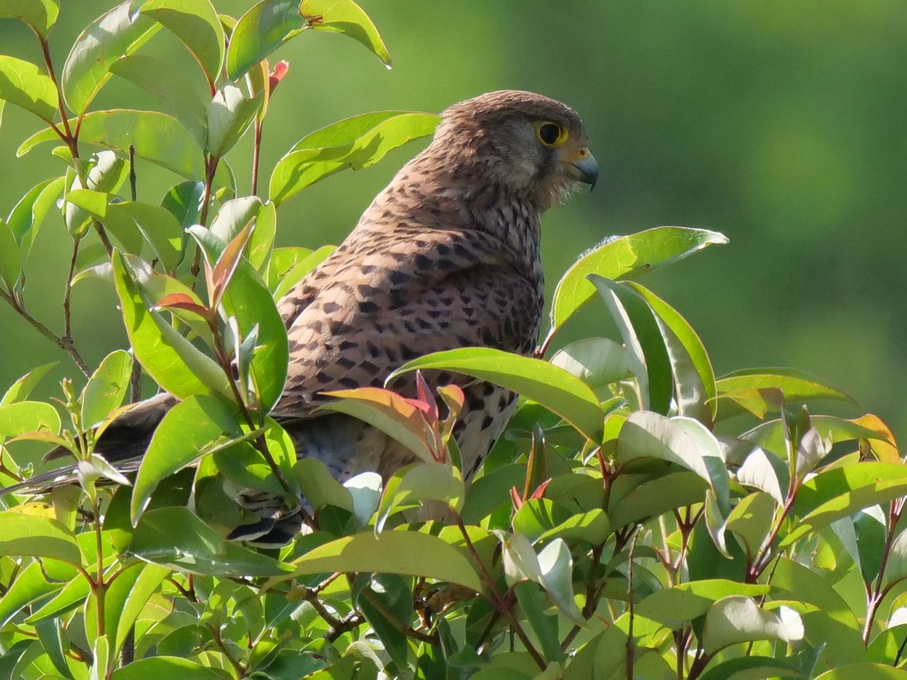 Gheppio (Falco tinnuculus) femmina
