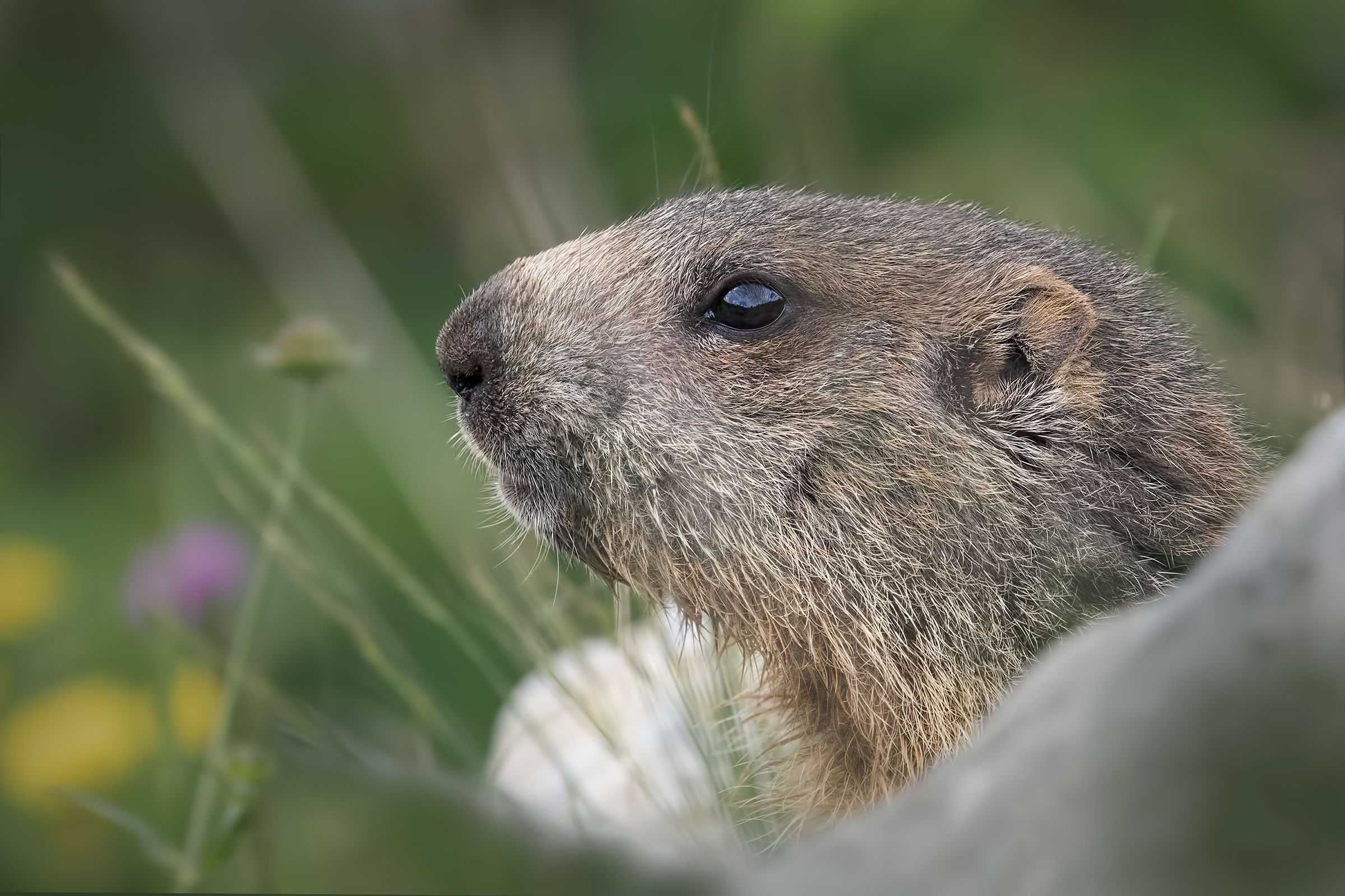 Ritratto di marmotta