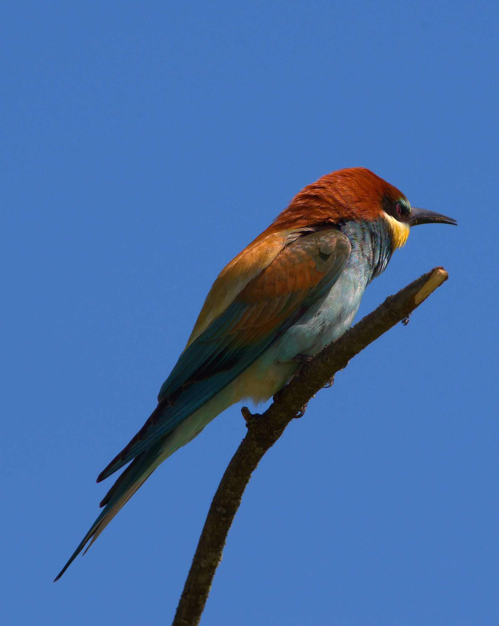 Bee-eater
