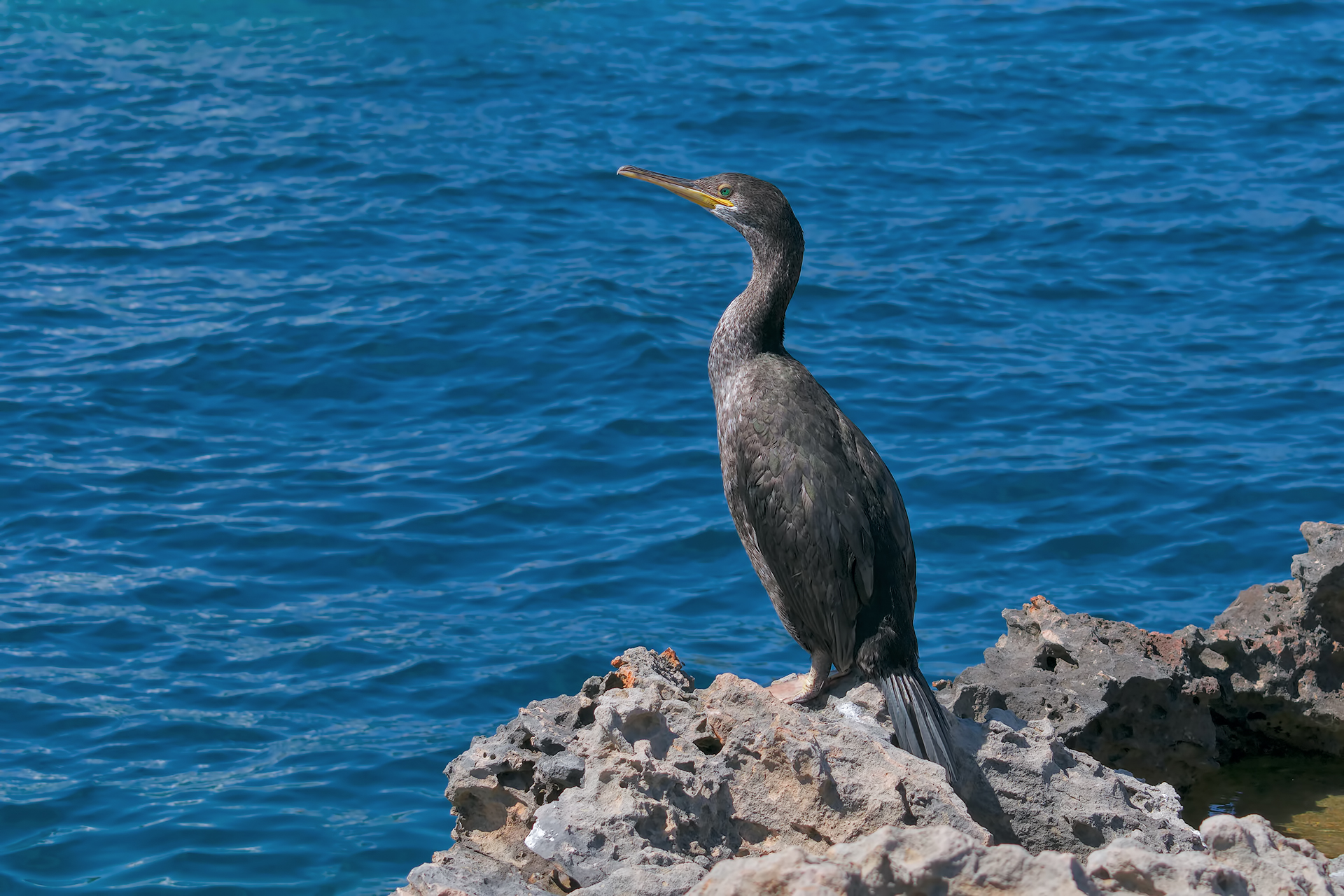 Ibizan Cormorant