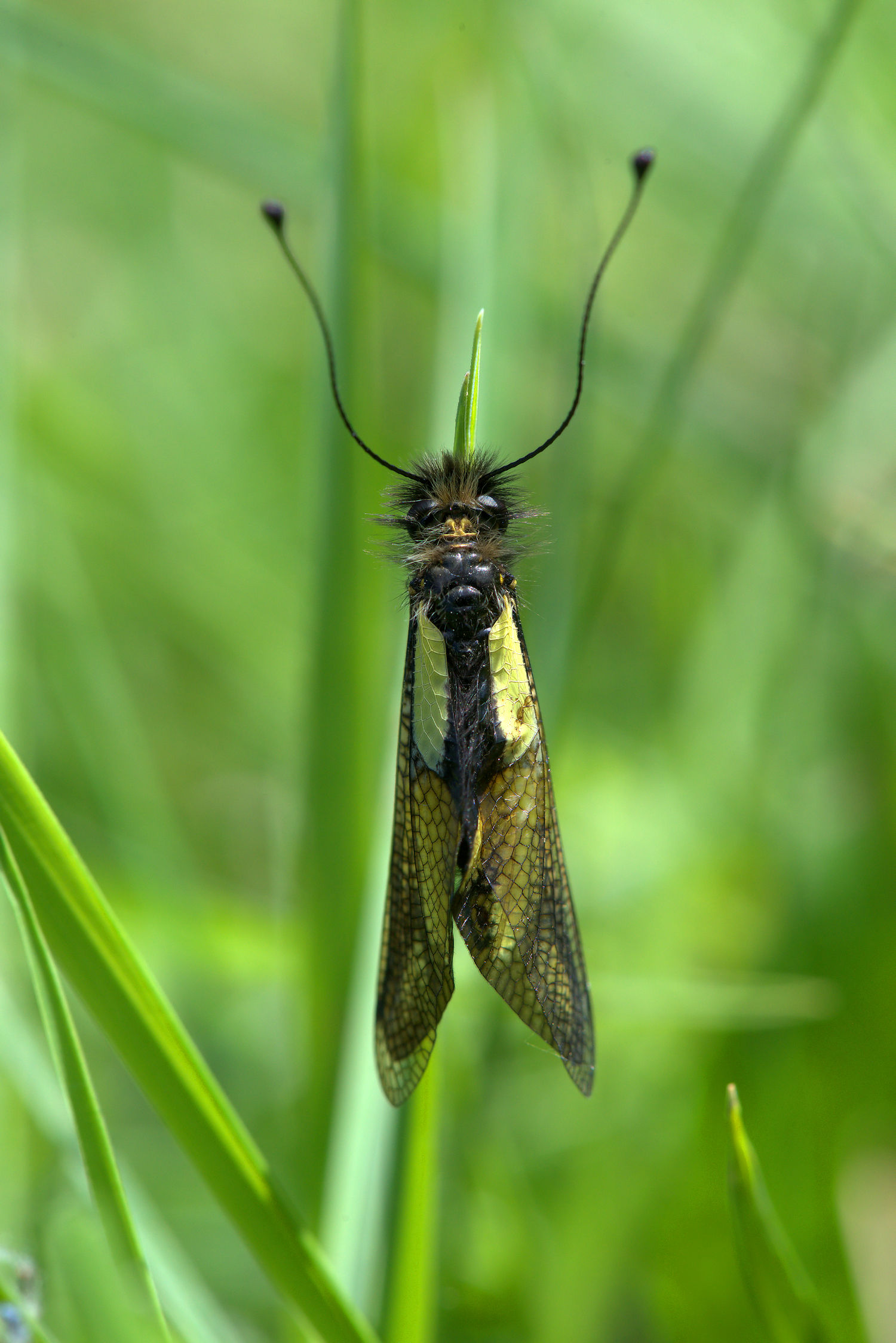 Libelloides Coccajus