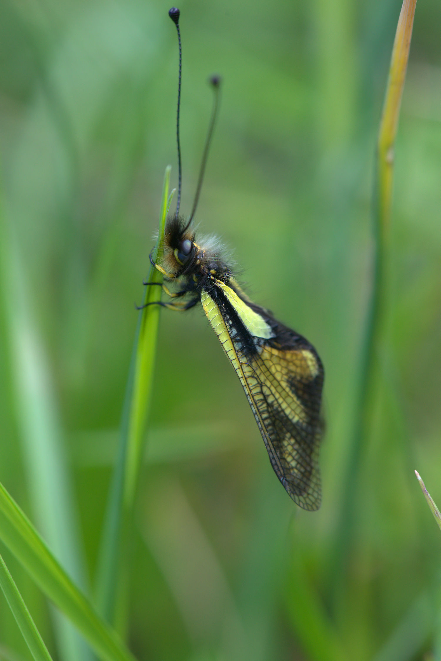 Libelloides Coccajus