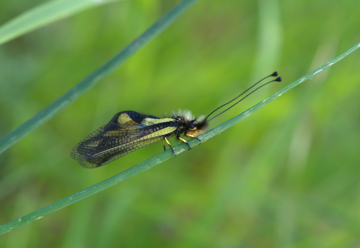 Libelloides Coccajus