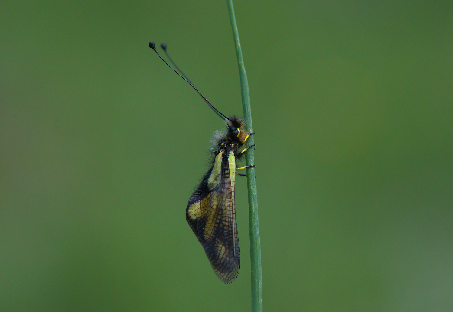 Libelloides Coccajus