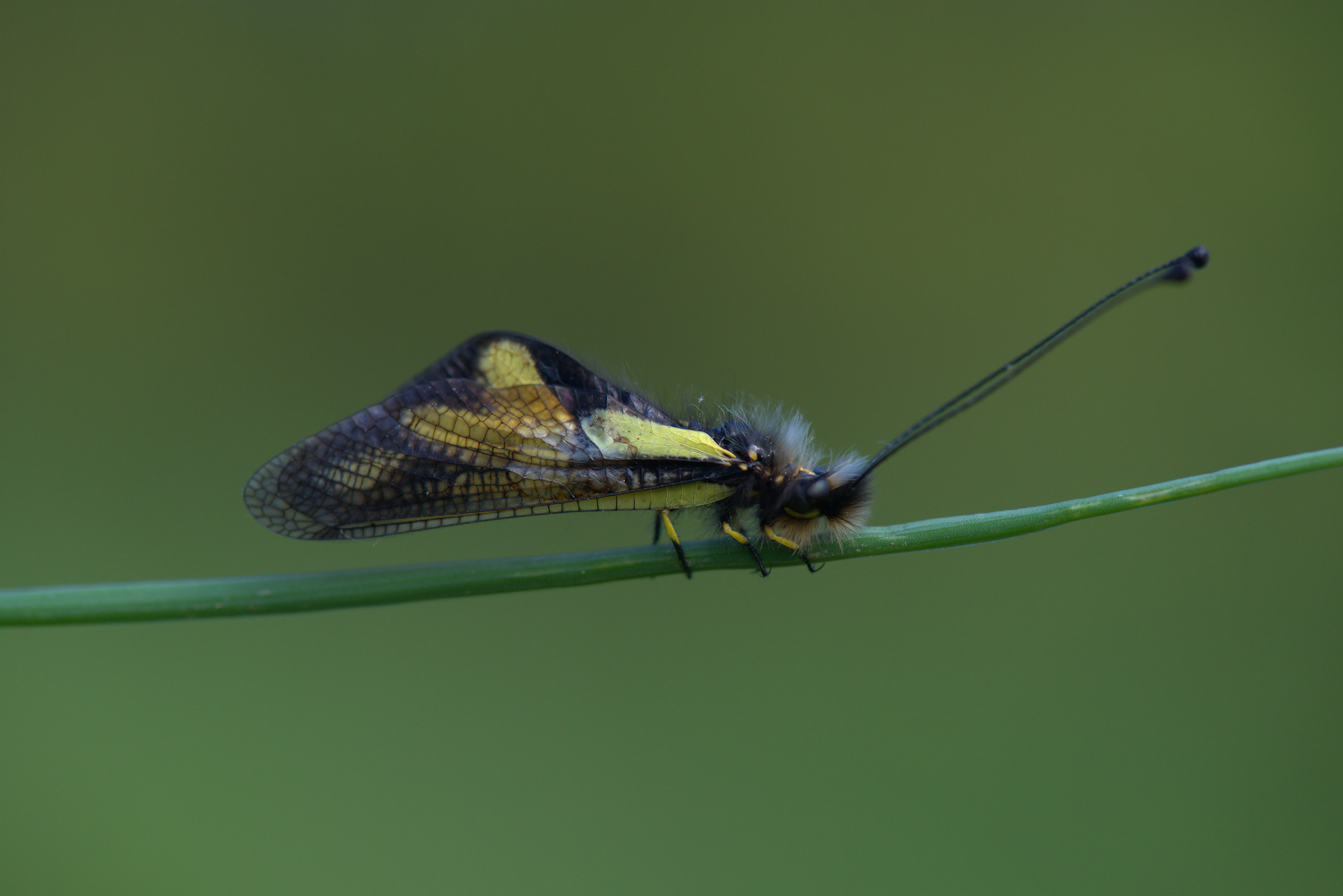 Libelloides Coccajus