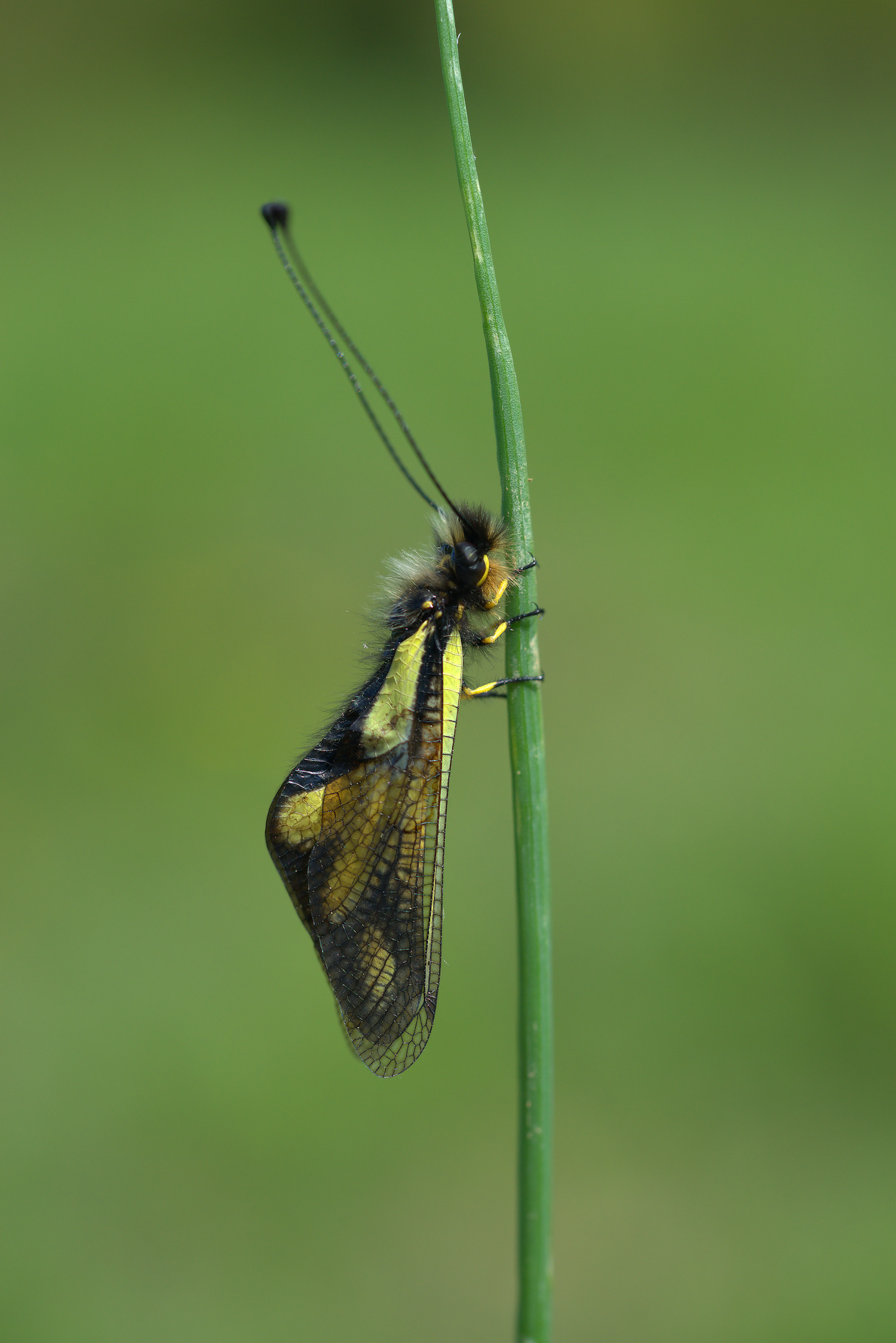 Libelloides Coccajus