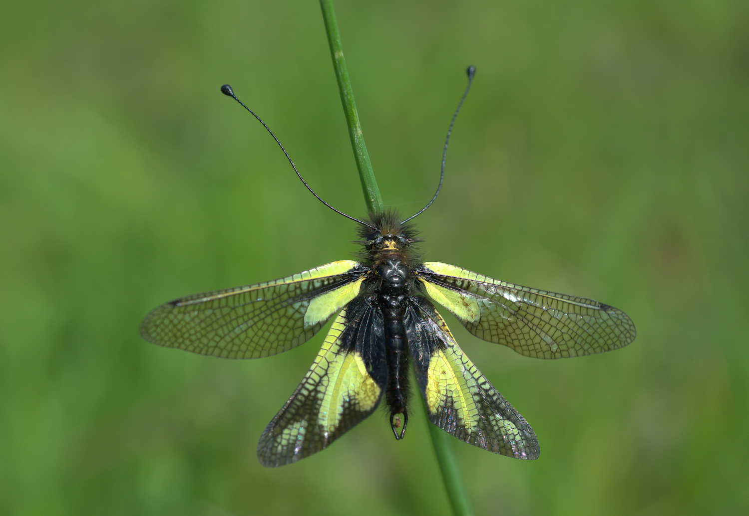 Libelloides Coccajus