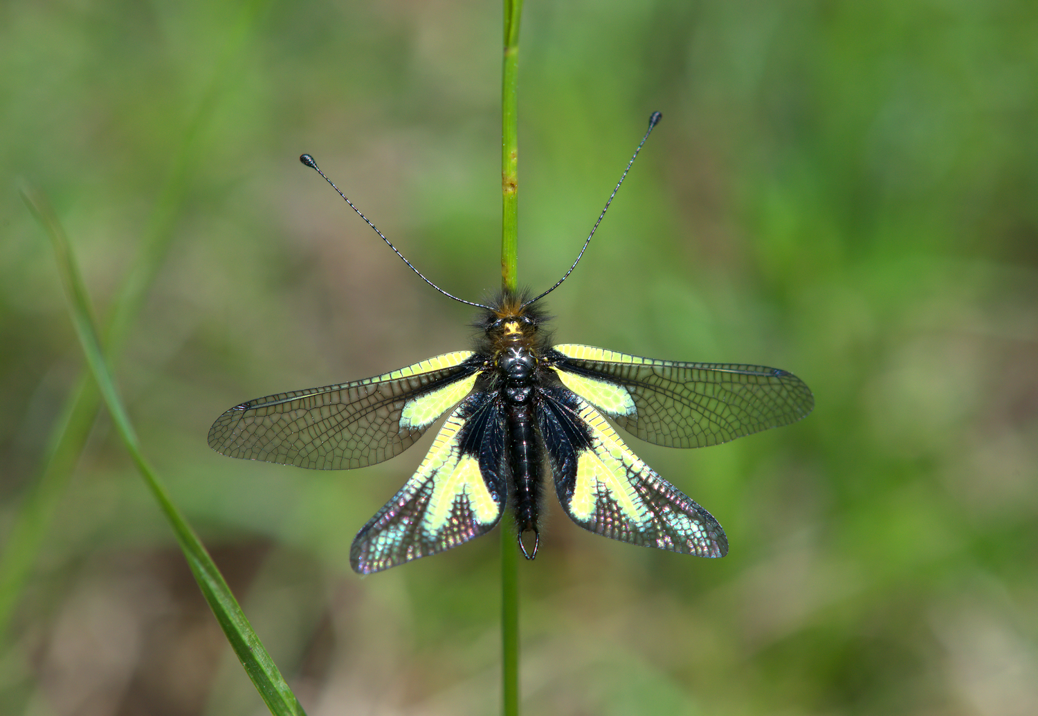 Libelloides Coccajus