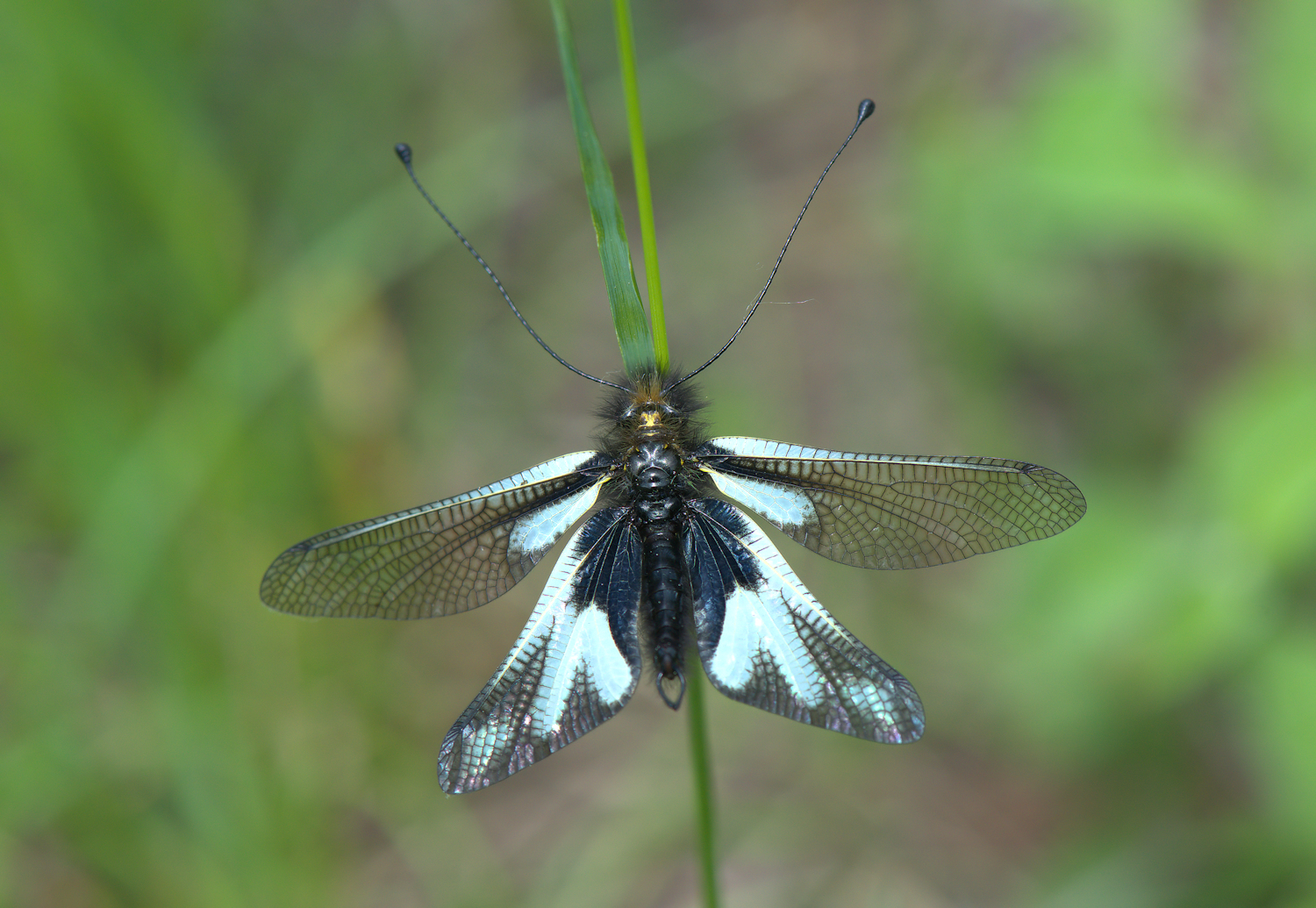 Libelloides Coccajus