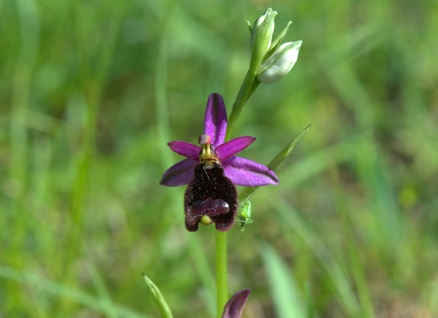 Ophrys Bailey