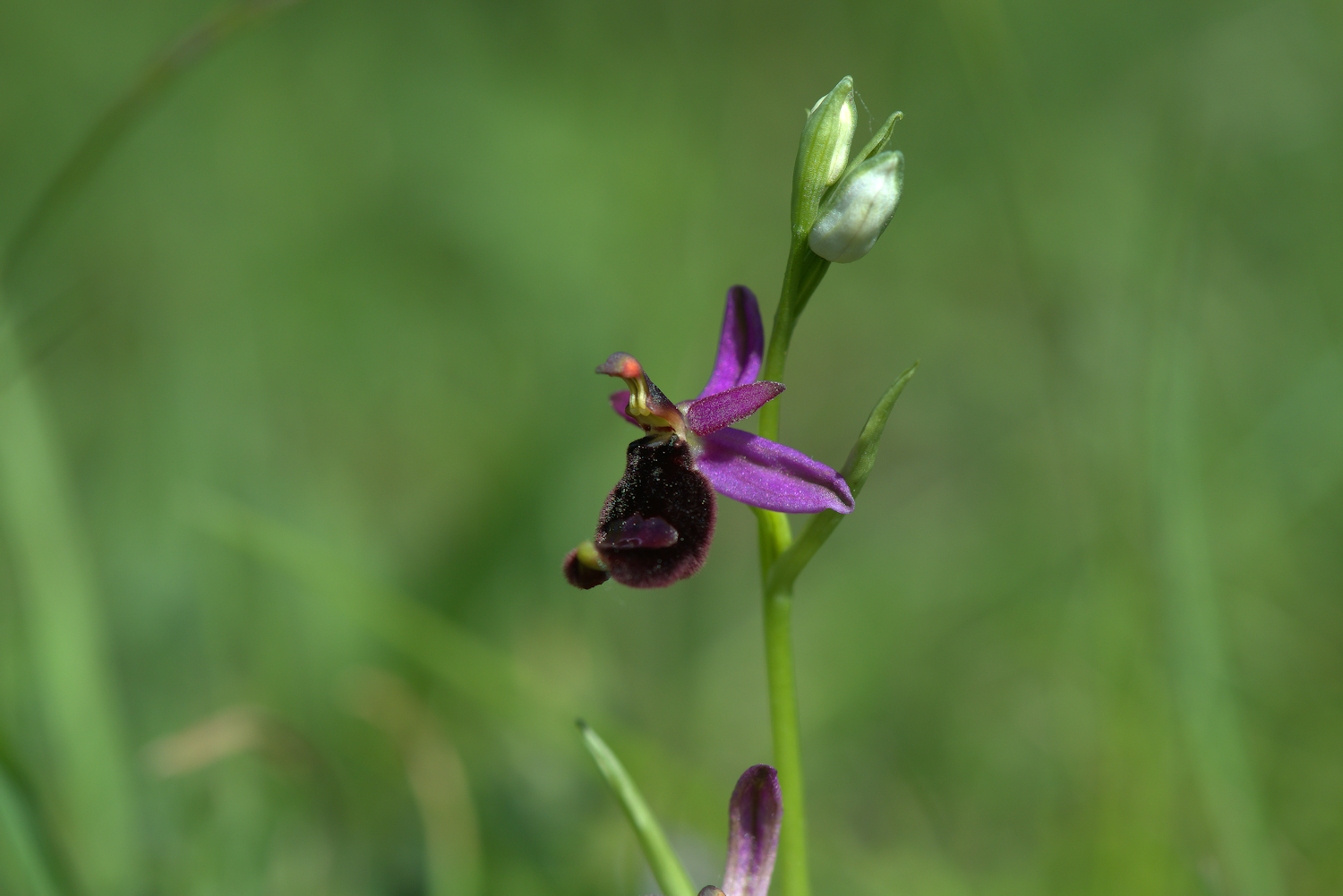 Ophrys Bailey