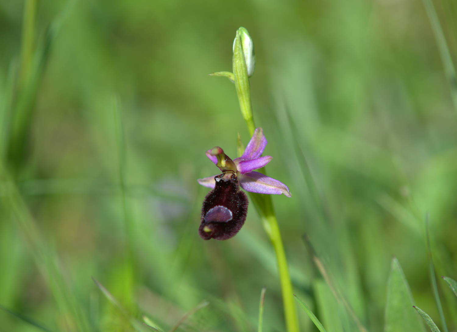 Ophrys Bailey