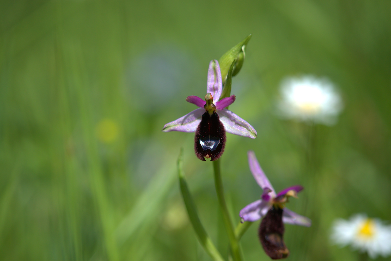Ophrys Bailey