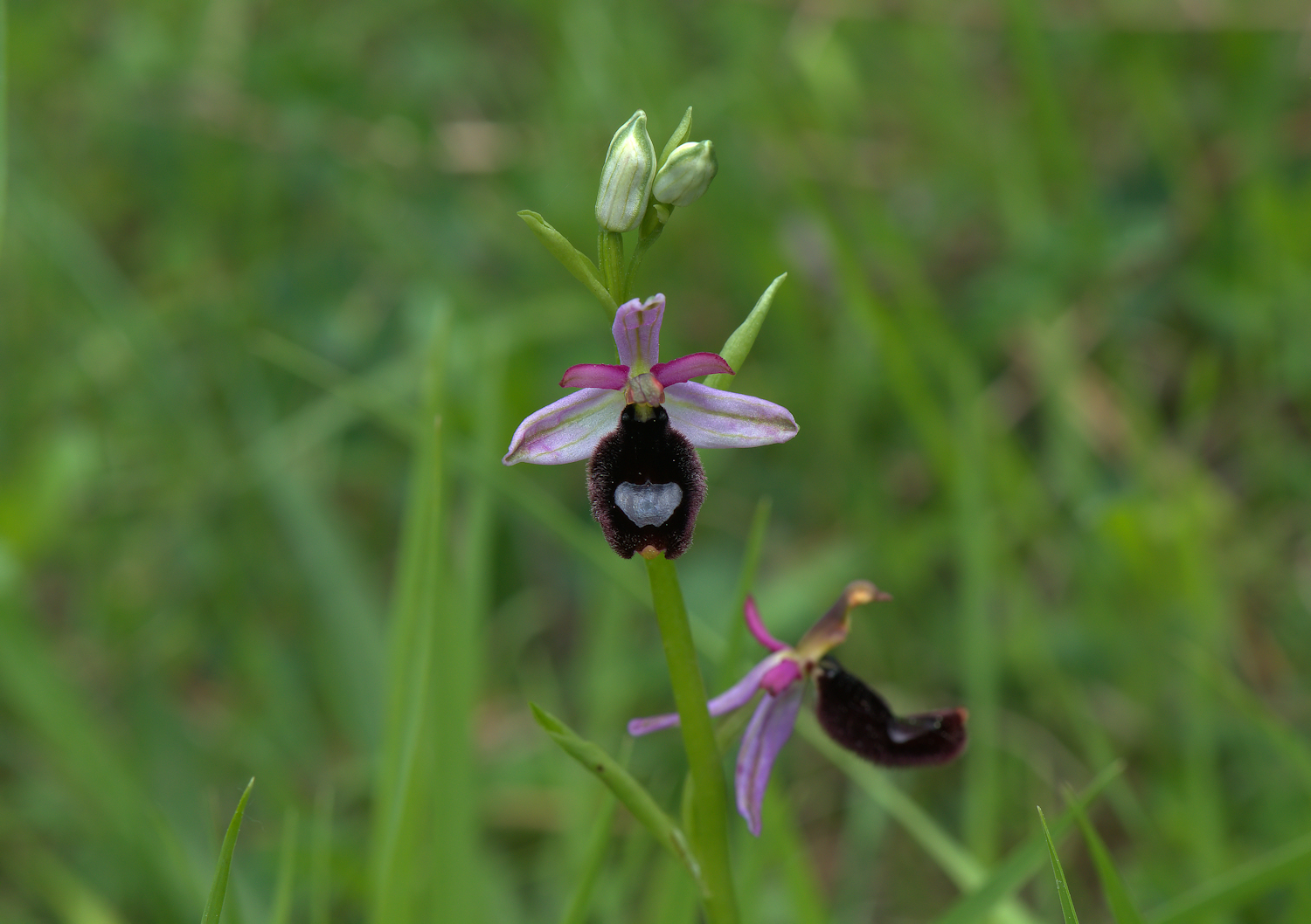 Ophrys Bailey