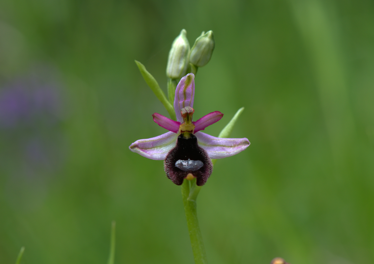 Ophrys Bailey