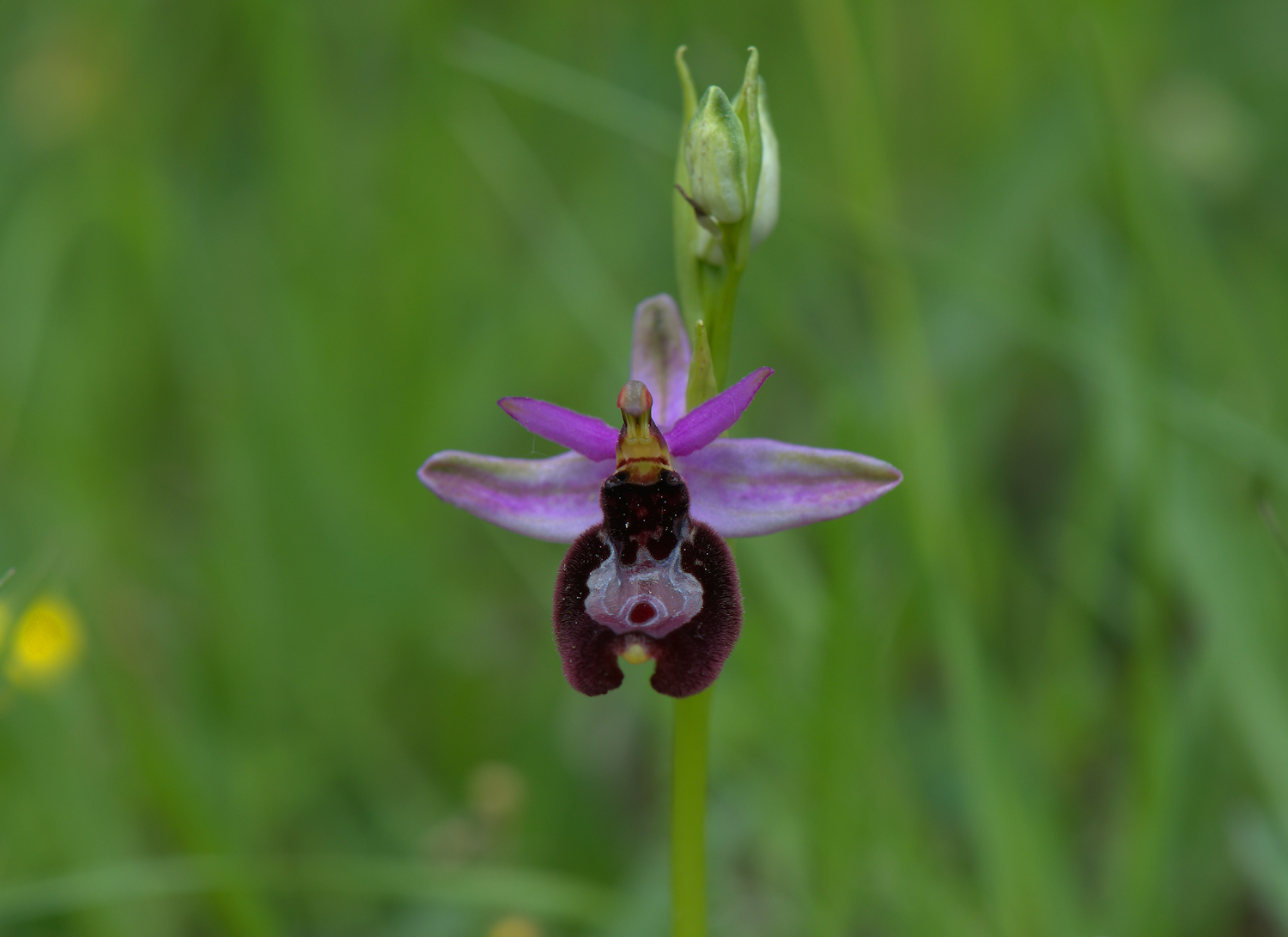Ophrys Bailey