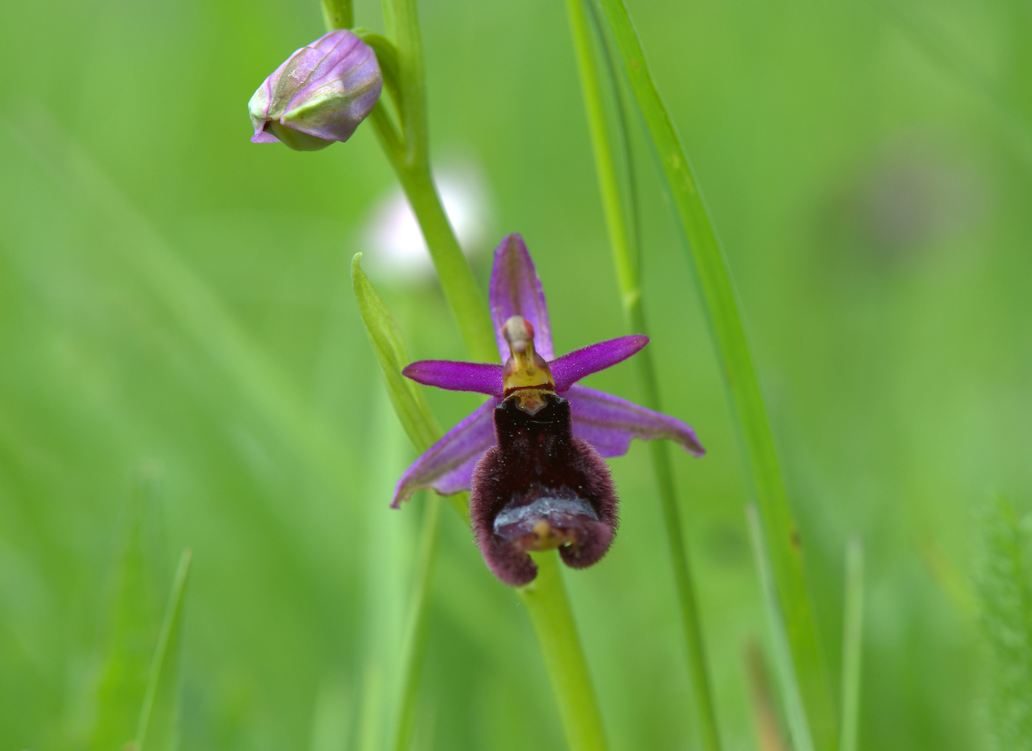 Ophrys Bailey