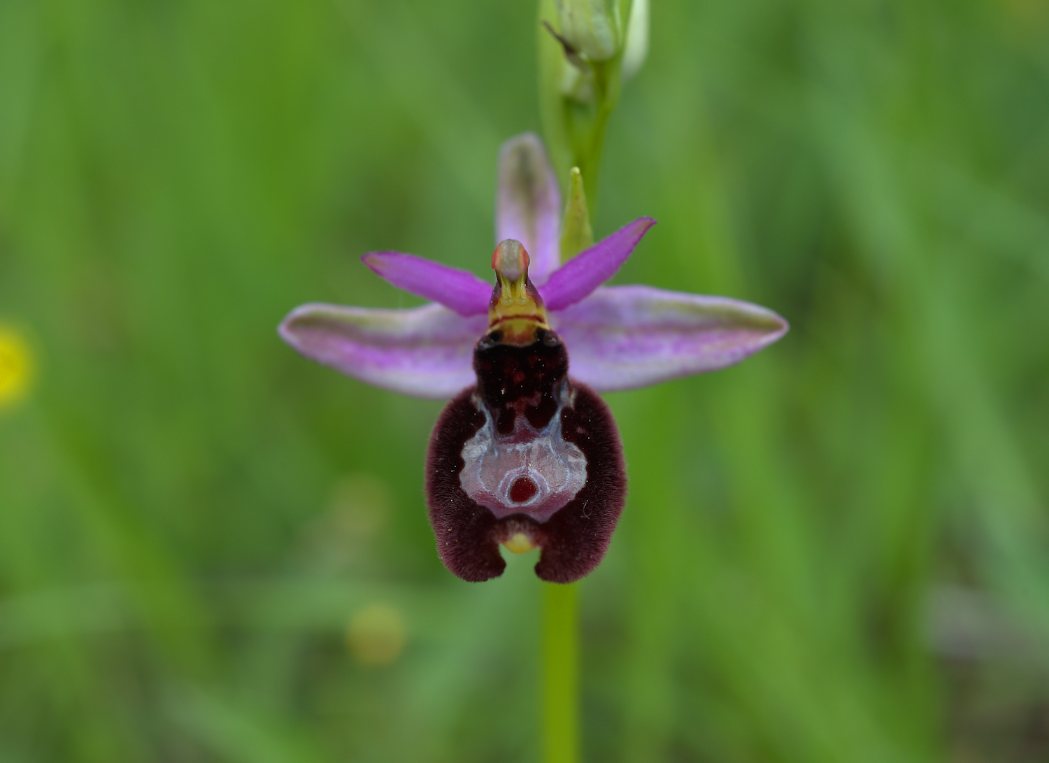 Ophrys Bailey