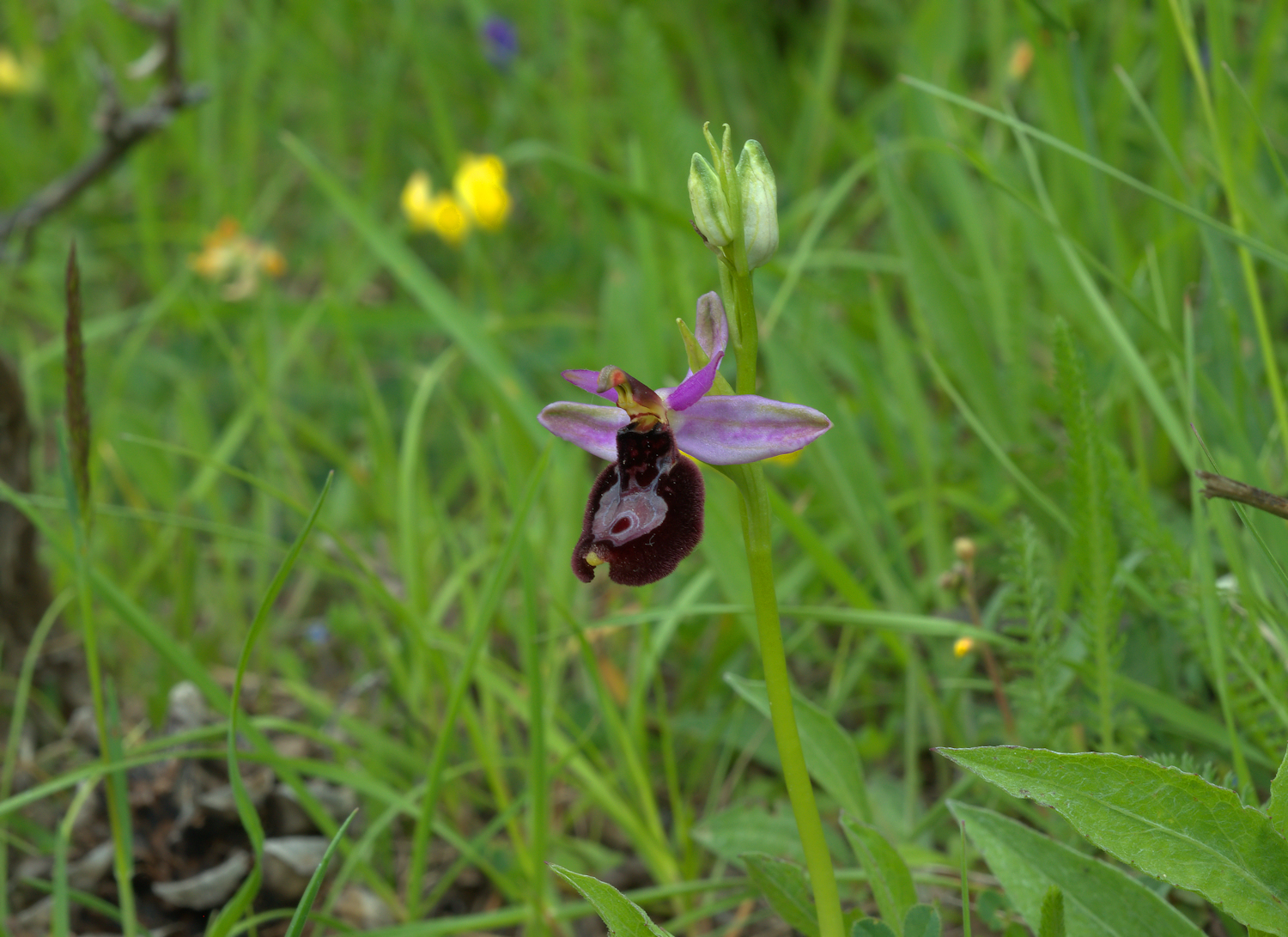 Ophrys Bailey