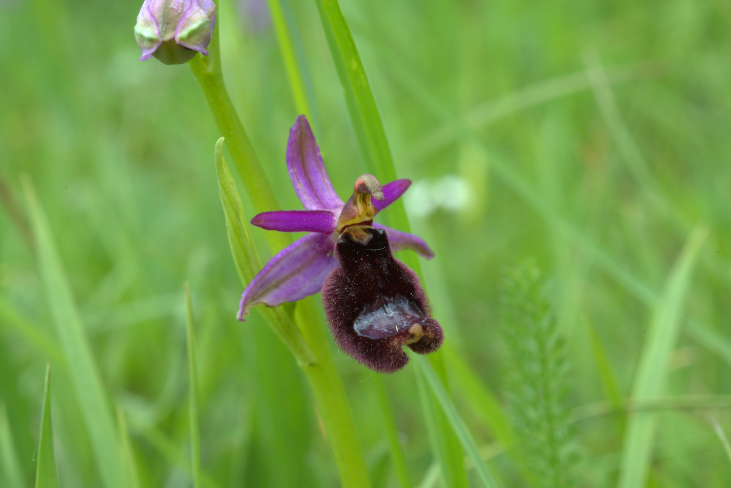 Ophrys Bailey