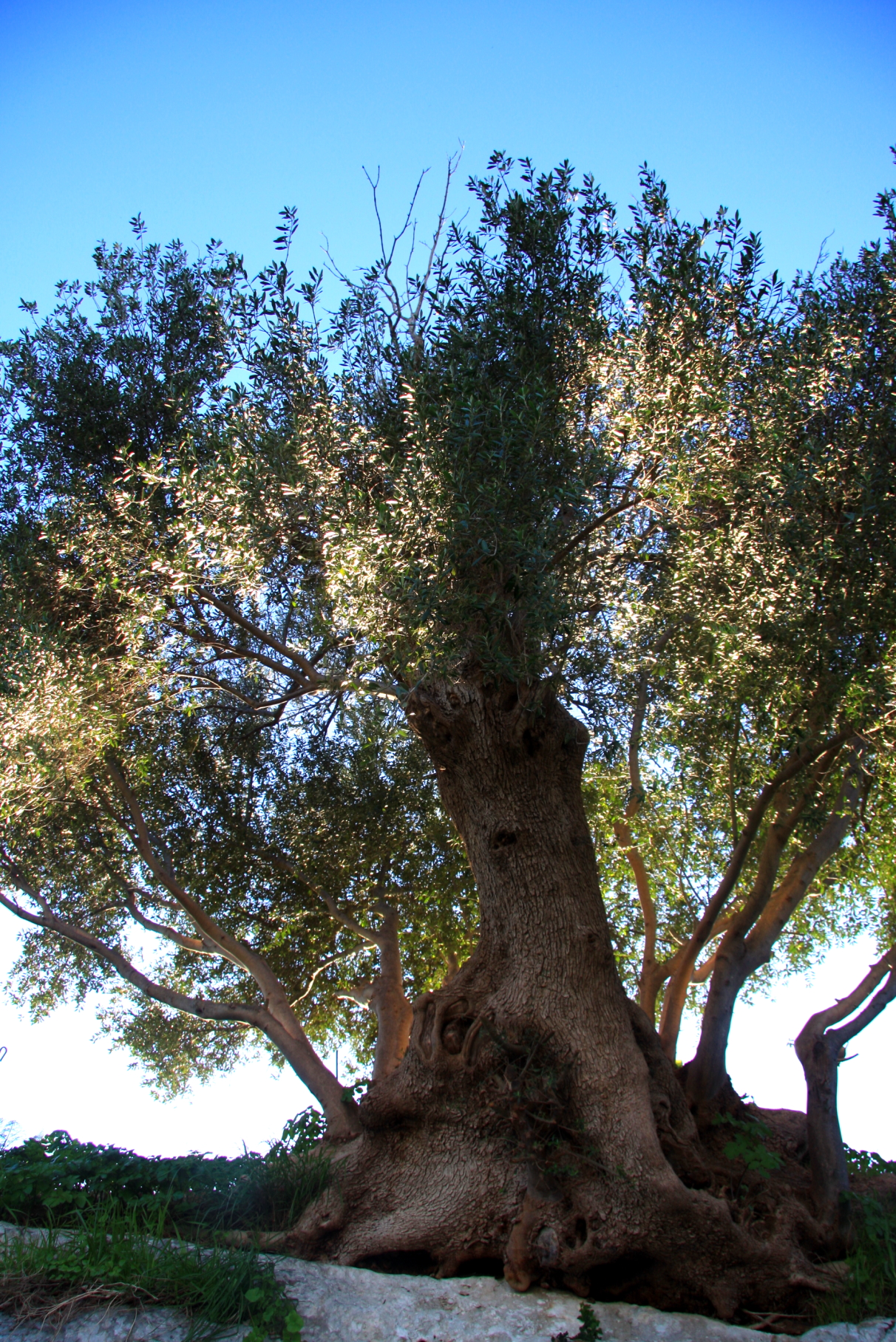 Ispica, old olive tree in the archaeological area