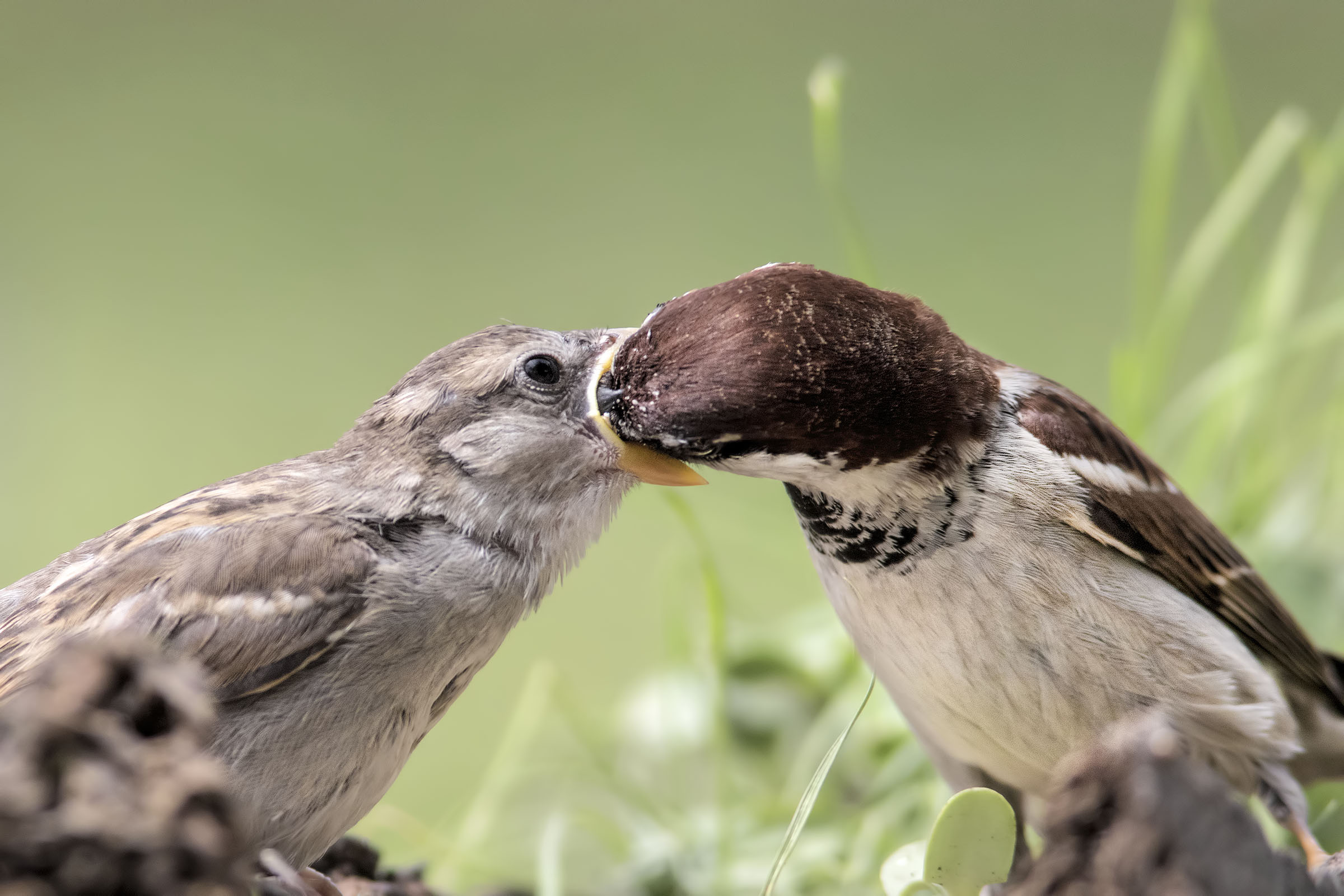 Come on, open the mouth!!!
