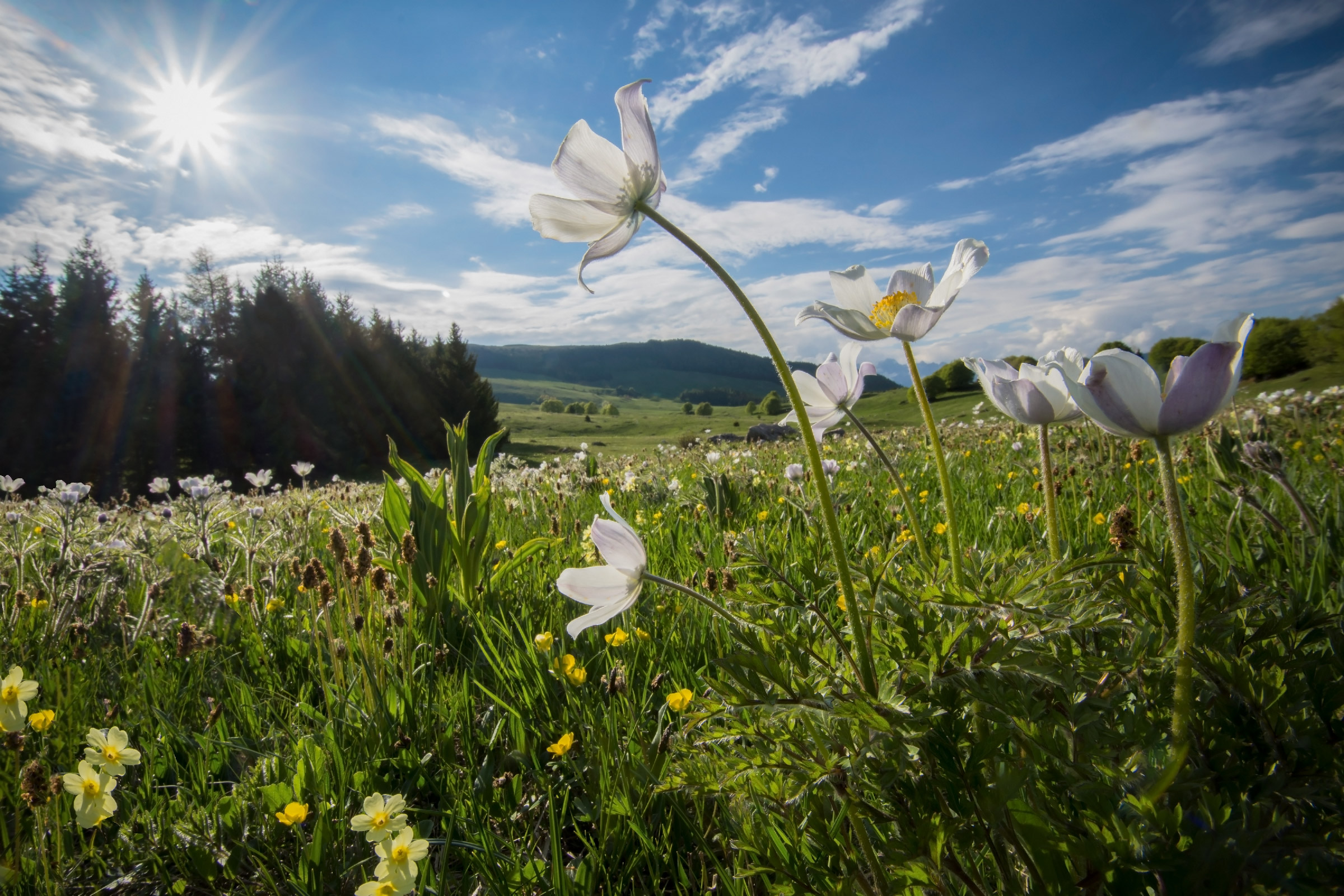 La rivolta dei fiori