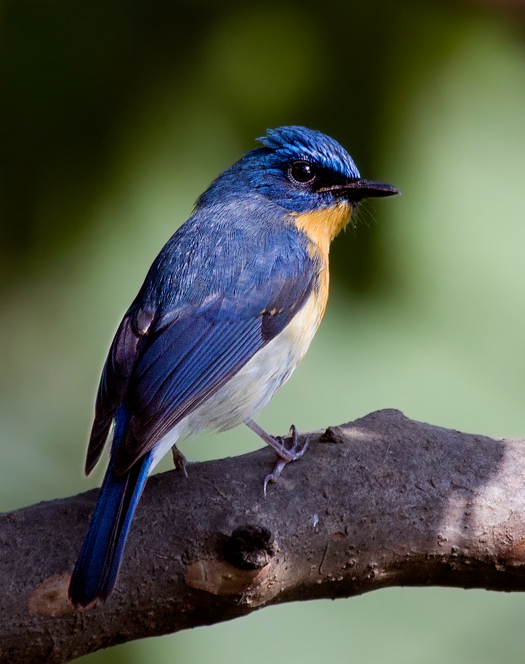 Tickel's Blue Flycatcher.