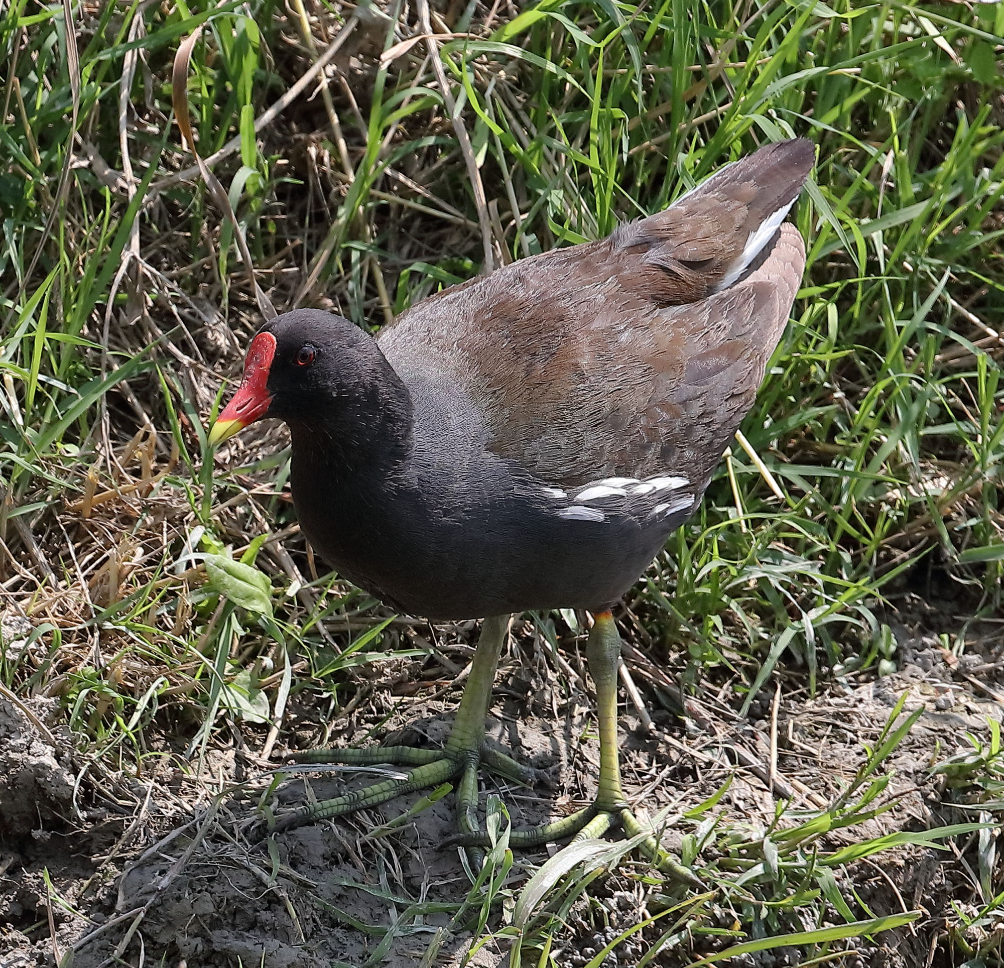 A spasso(in bici) con 5DsR e 100-400
