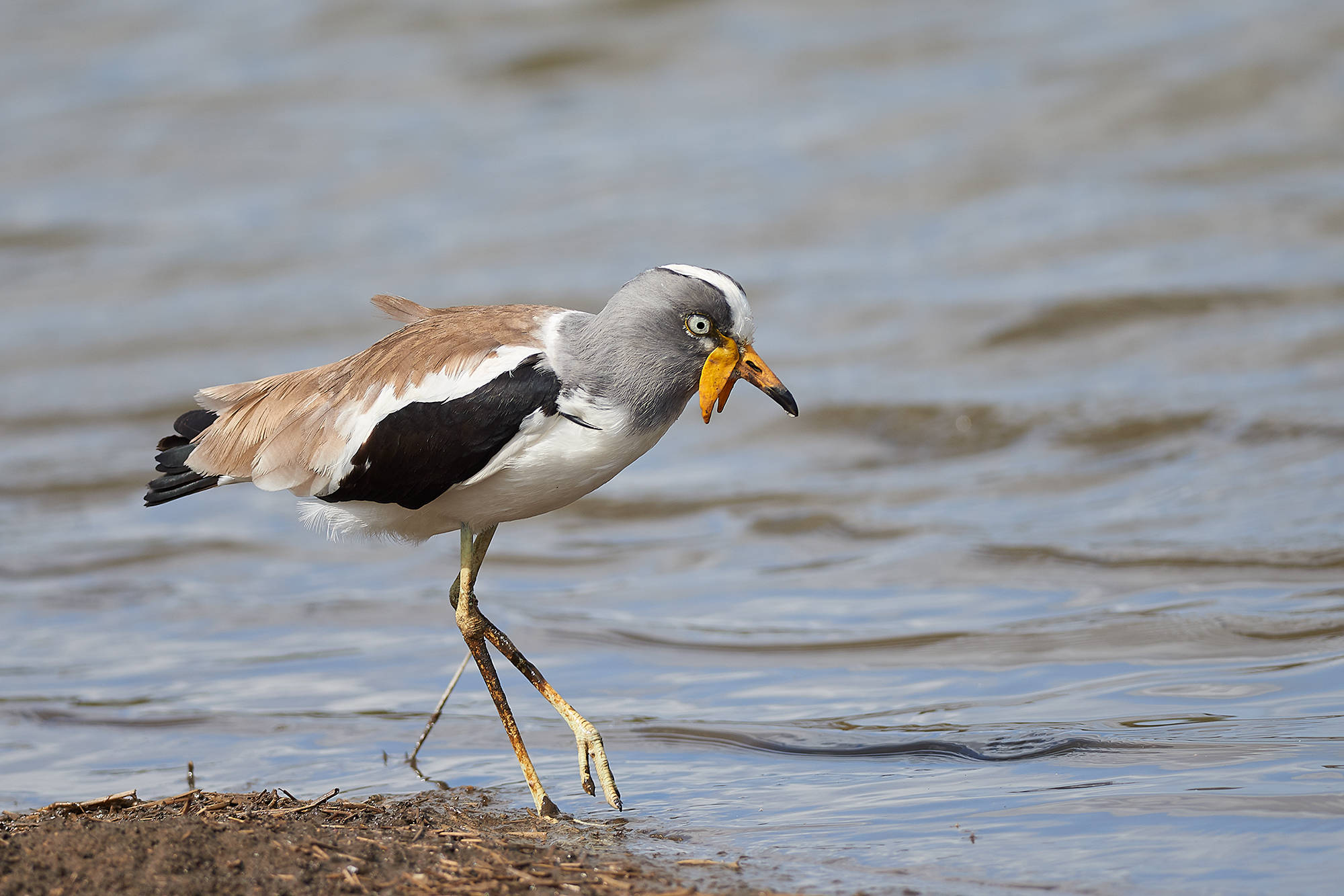 Pavoncella coronata bianca