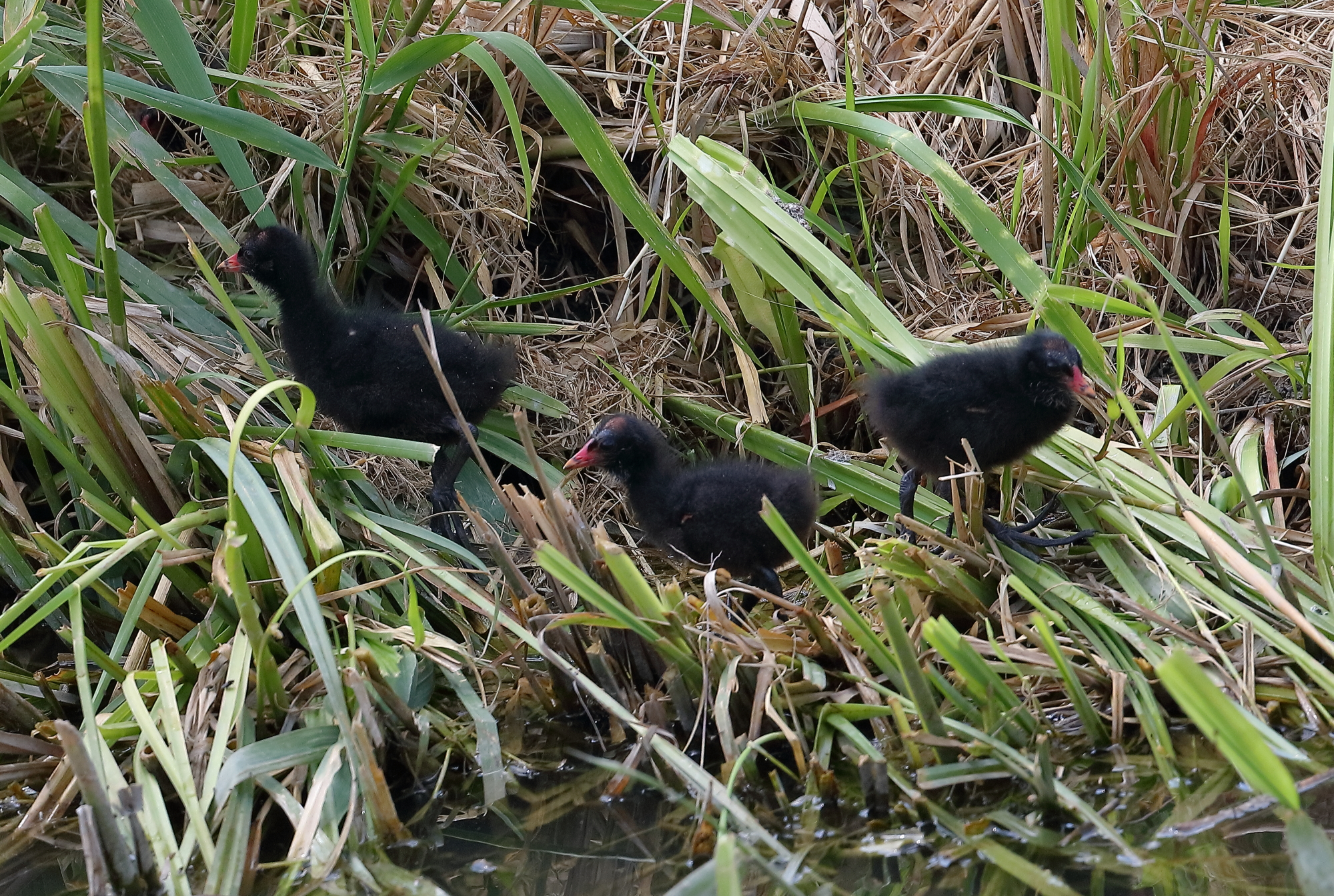 A spasso(in bici) con 5DsR e 100-400