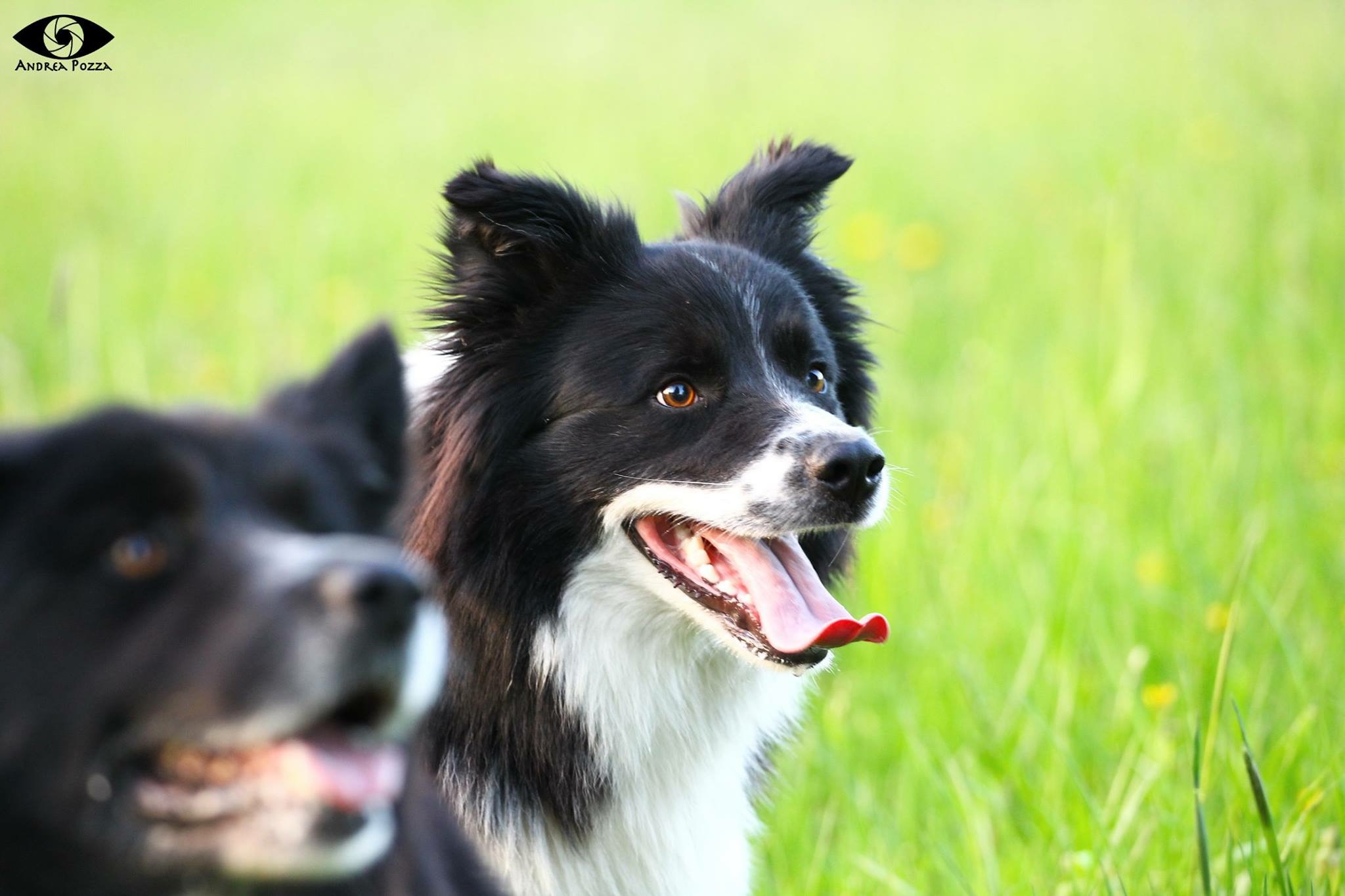 Border collie