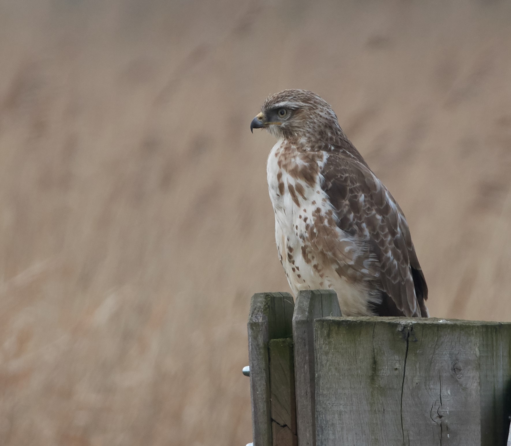 Buzzerd comune europeo