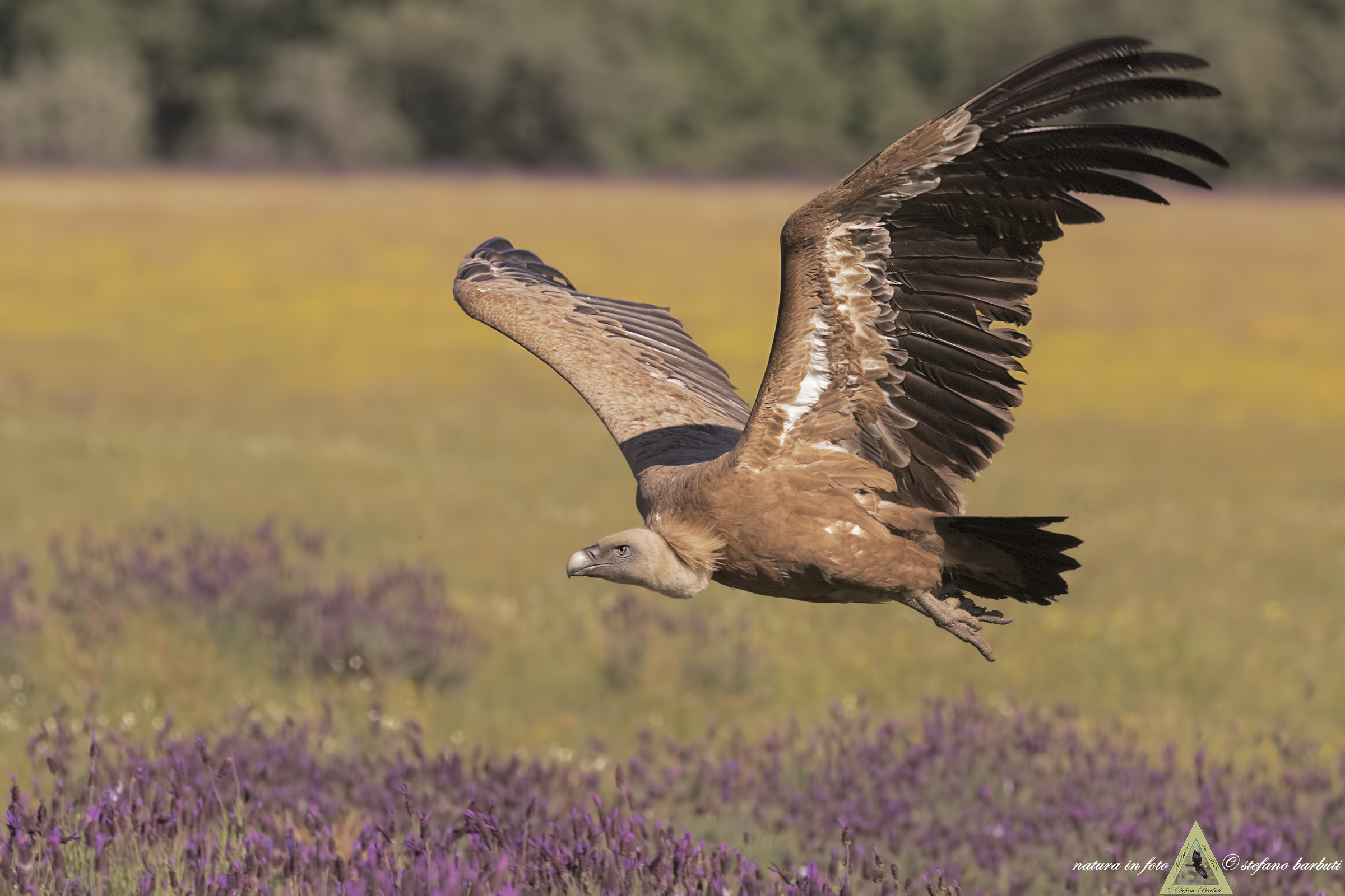 The flight of the.... " Jumbo"