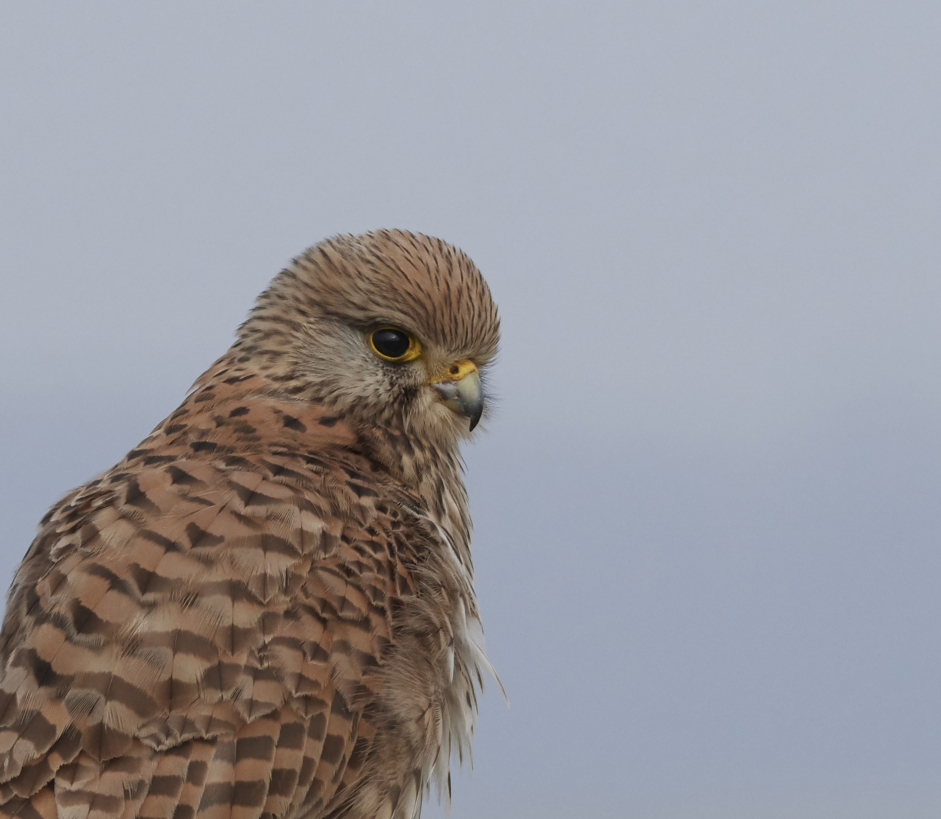 Alto vicino del gheppio