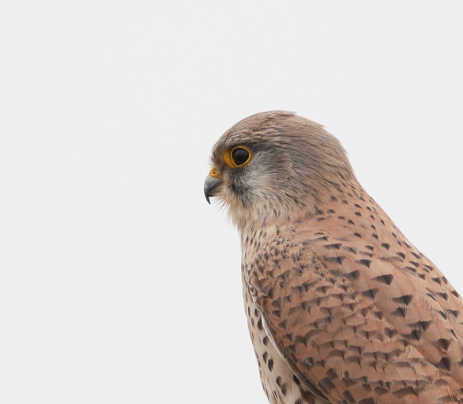 Alto vicino del gheppio