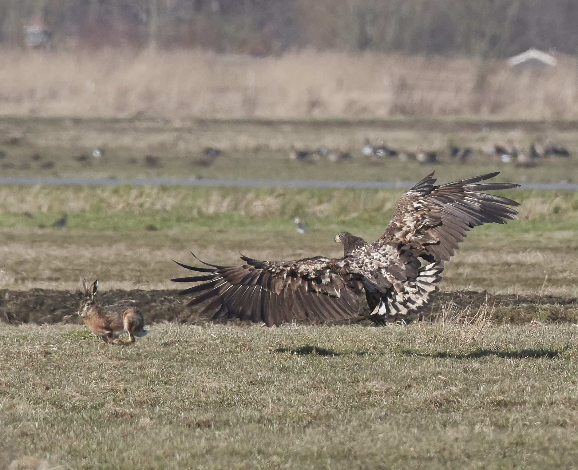 Aquila di mare europea che insegue lepre
