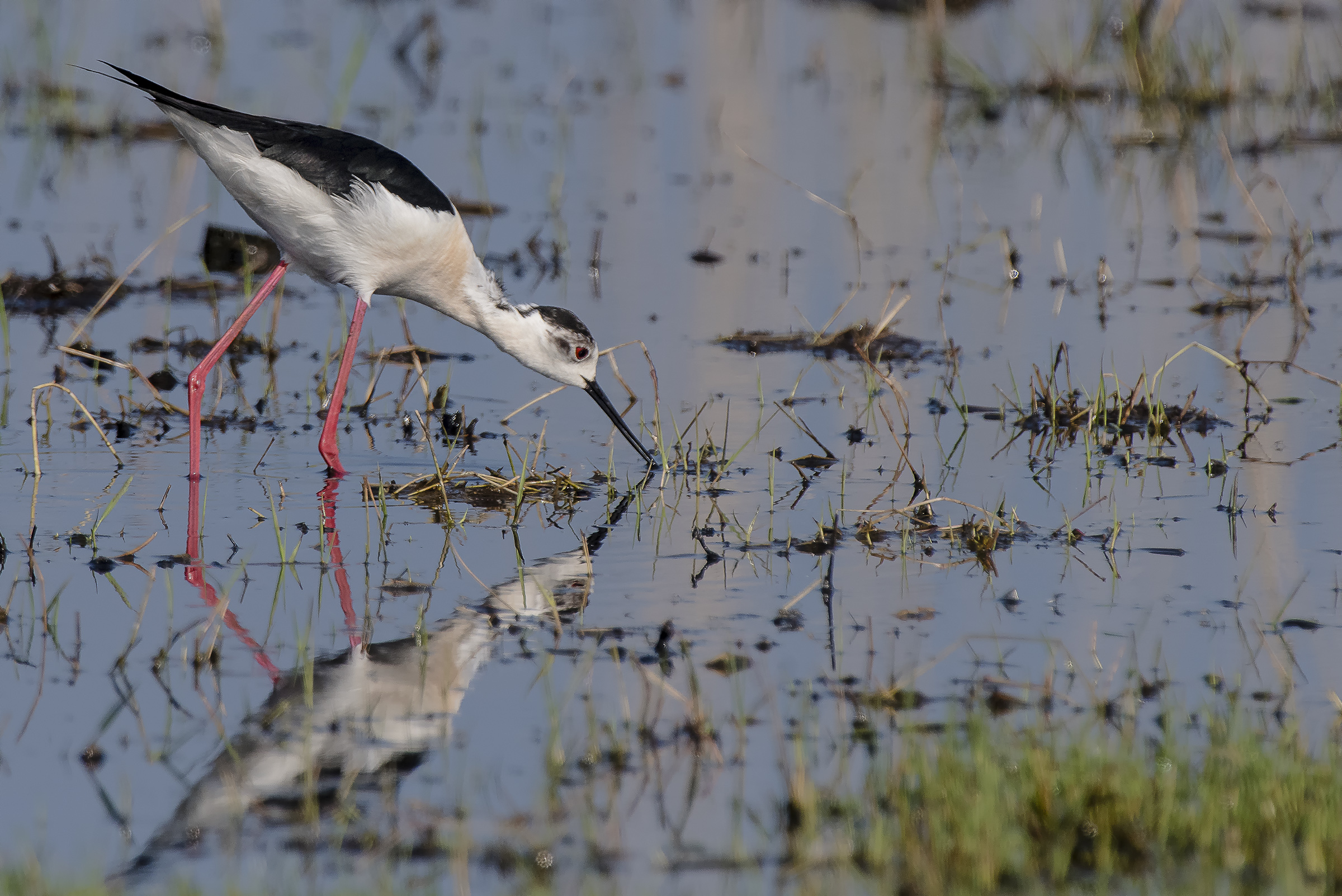 Knight of Italy in pasture
