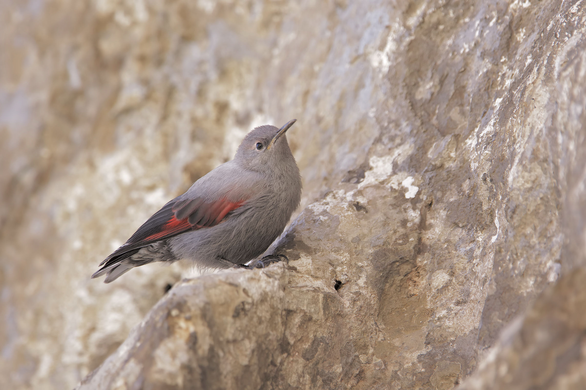 Woodpecker Wallcreeper Juv.